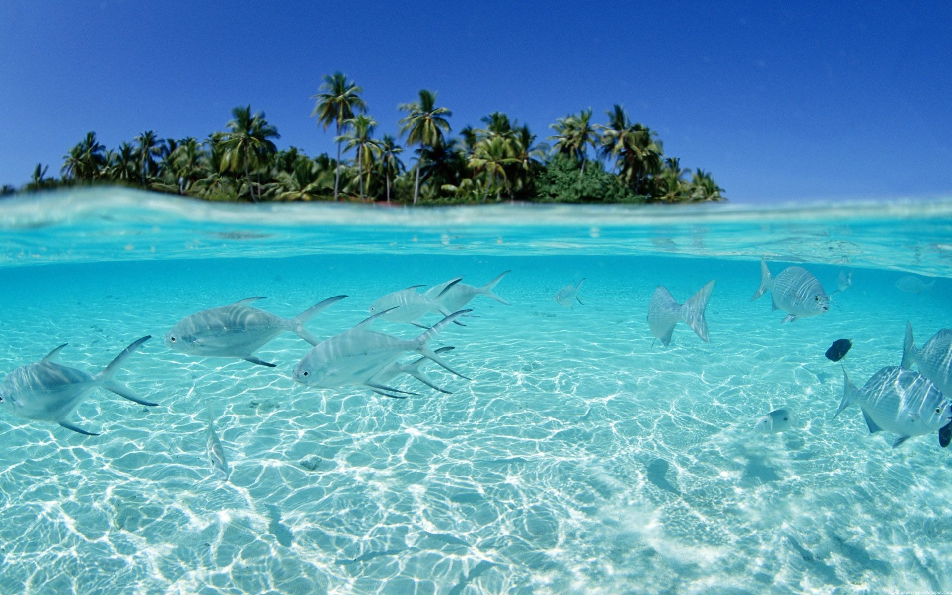 Isola tropicale, Vista sdoppiata, Pesci, Maldive, 1920x1200, sfondo MacBook Pro