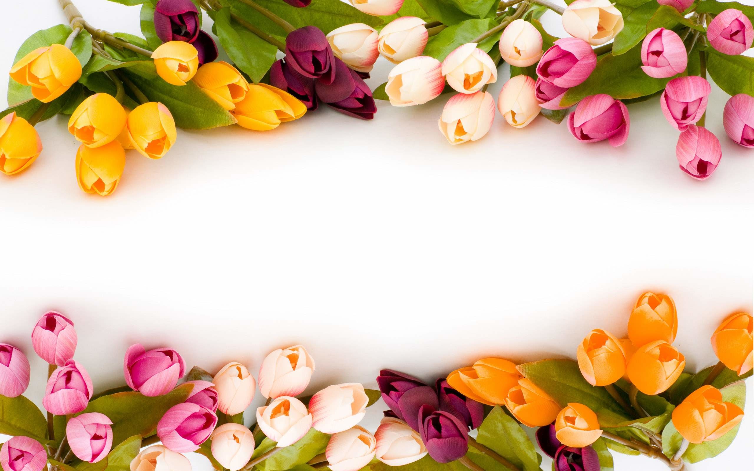 Tulipani, Cornice floreale, Sfondo bianco, 16:10 2K, wallpaper widescreen