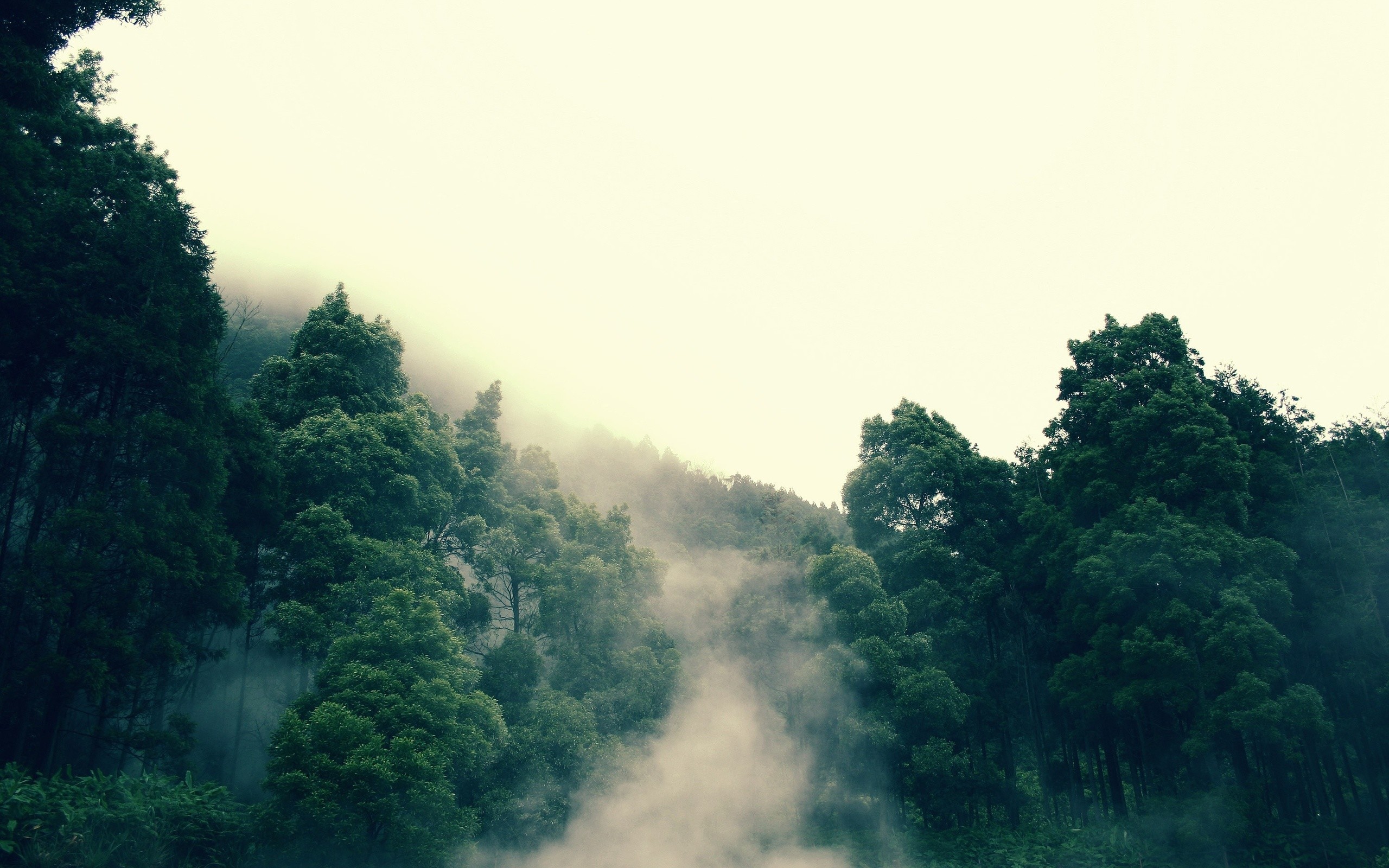 Foresta, Nebbia, Alberi, Valle, 2K, sfondo per PC