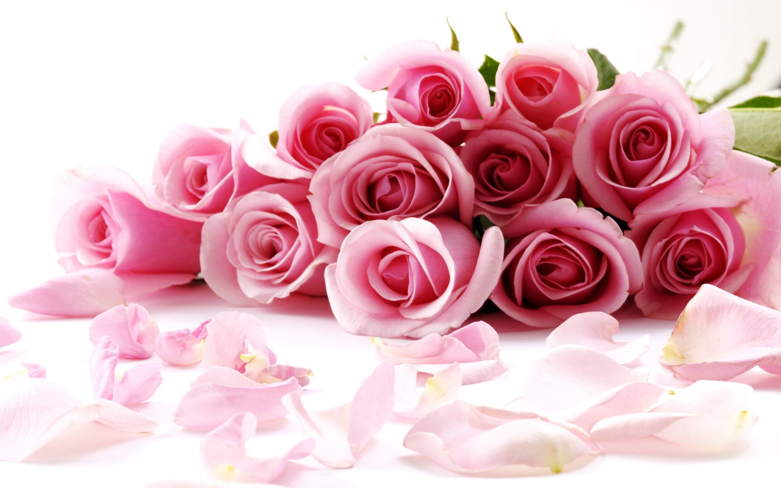 Rose rosa, Bouquet, Petali, Sfondo bianco, 2K, wallpaper desktop