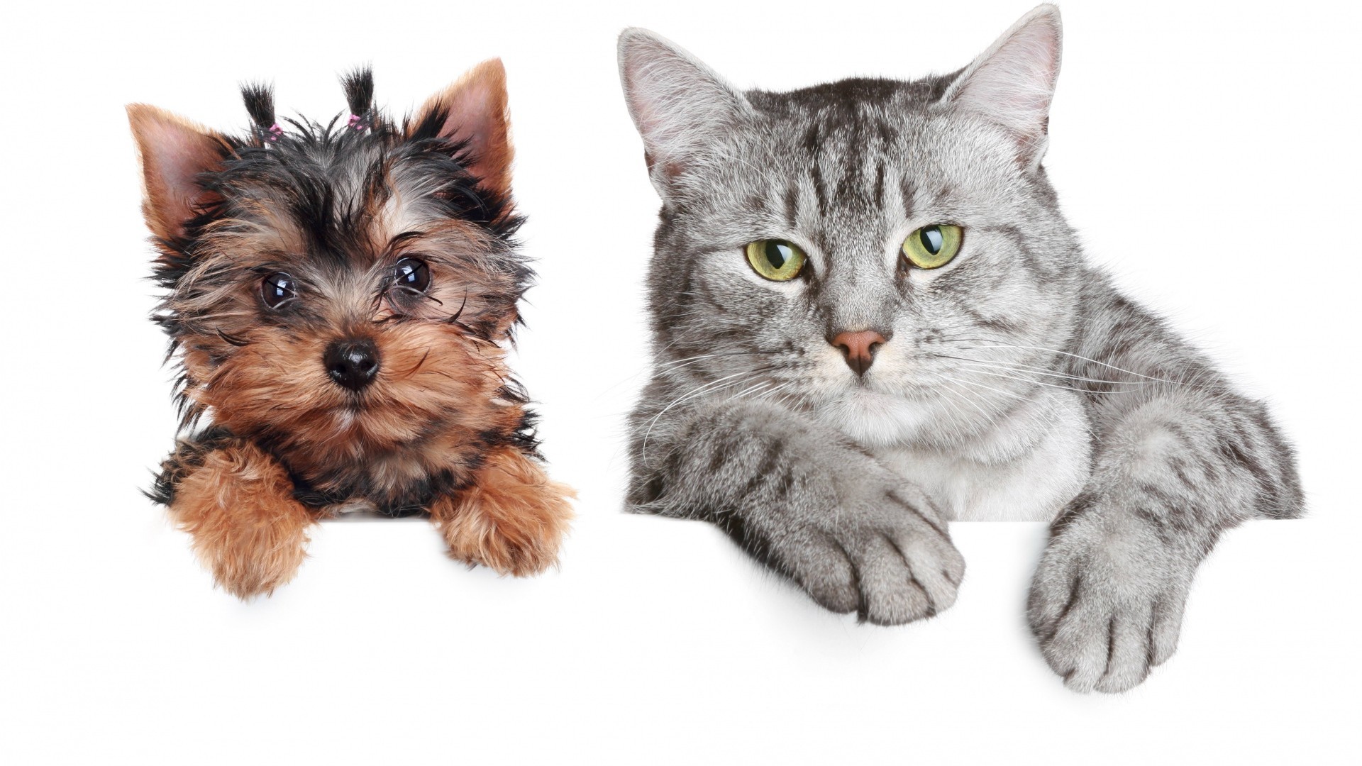 Yorkshire Terrier, Gatto tigrato, Amicizia tra animali, Sfondo bianco, wallpaper desktop Full HD