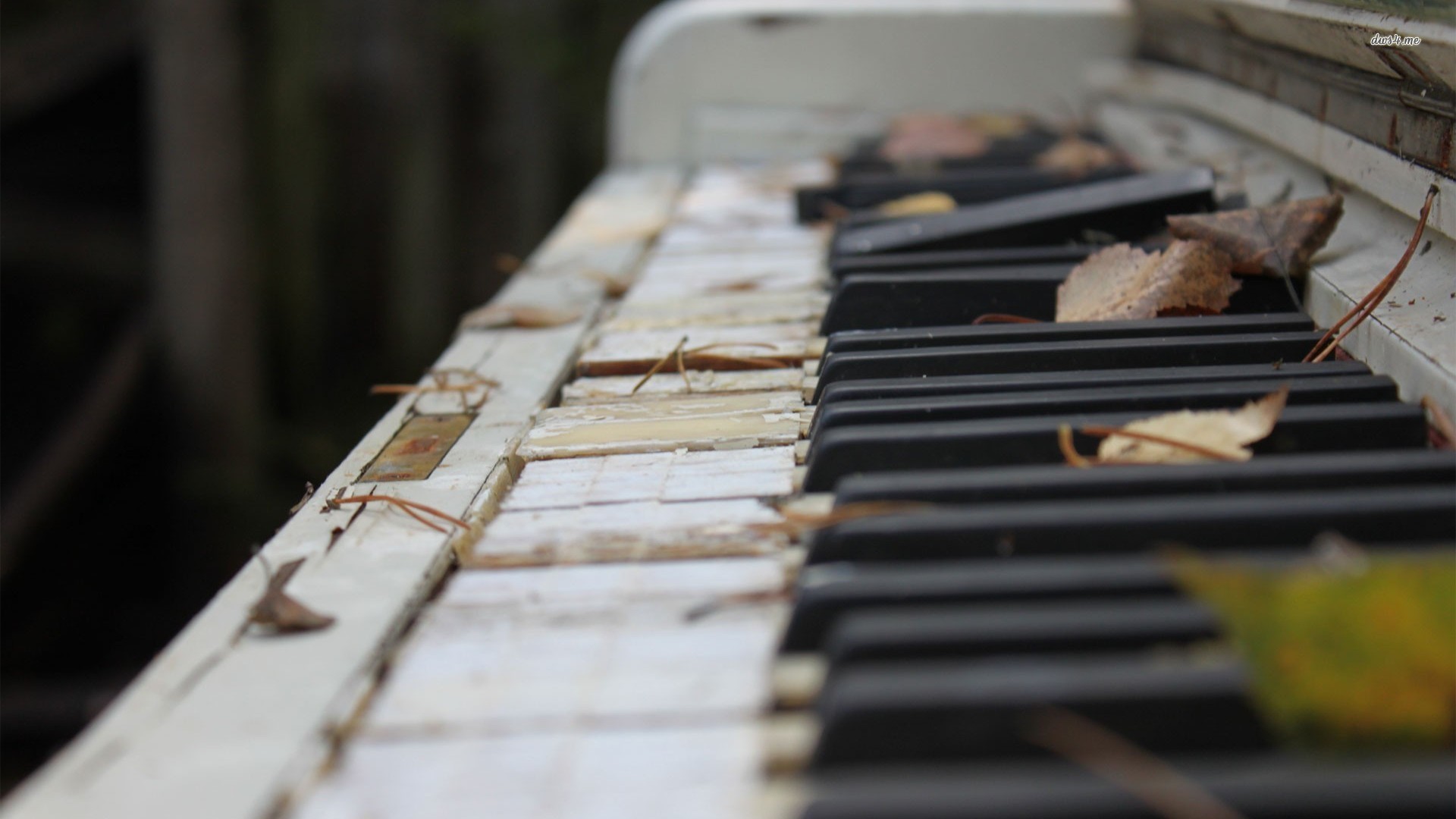 Pianoforte abbandonato, Foglie secche, Tasti rovinati, Full HD 1080p, sfondo desktop