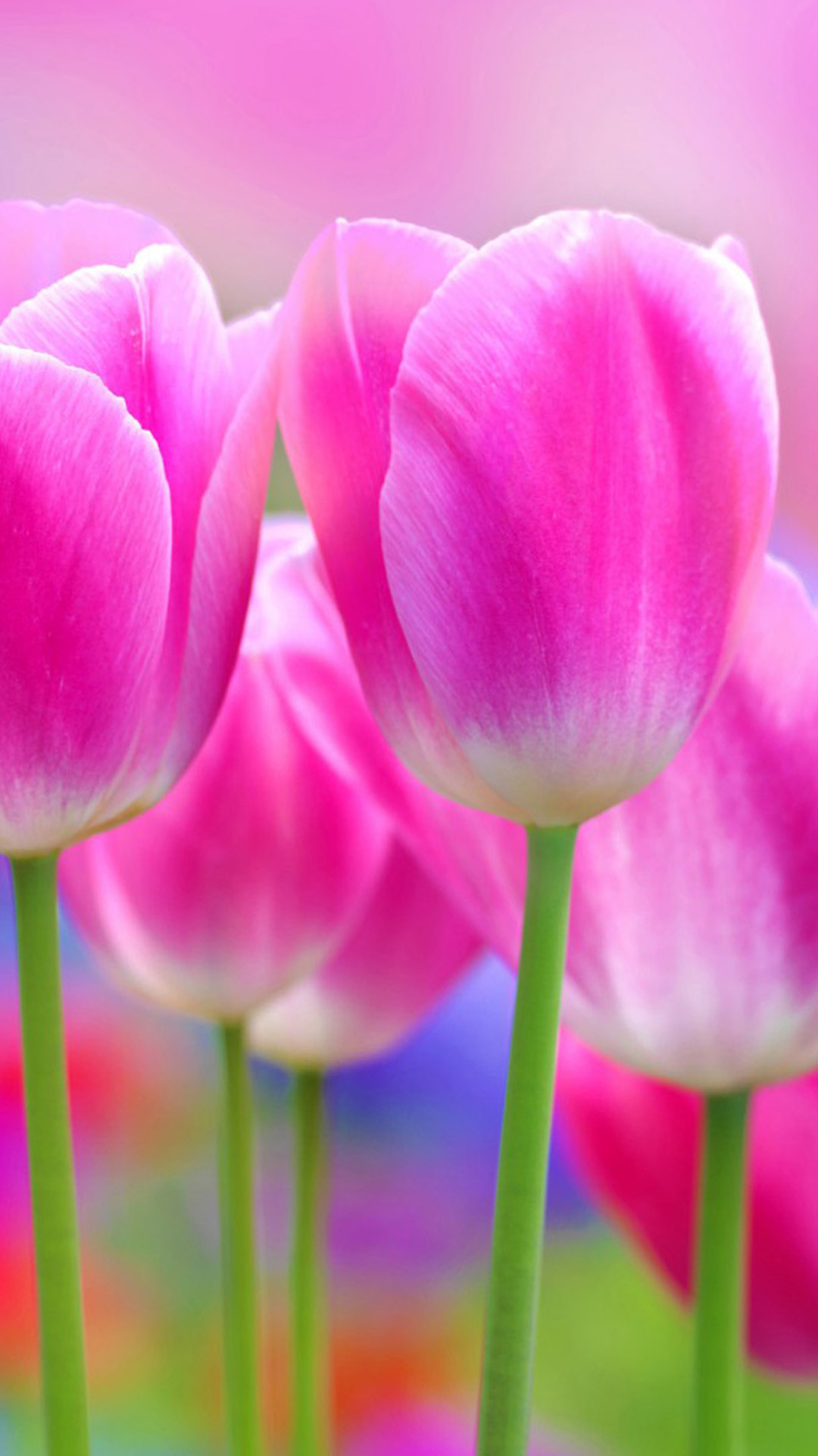 Tulipani rosa, Fiori, Primavera, sfondo per iPhone