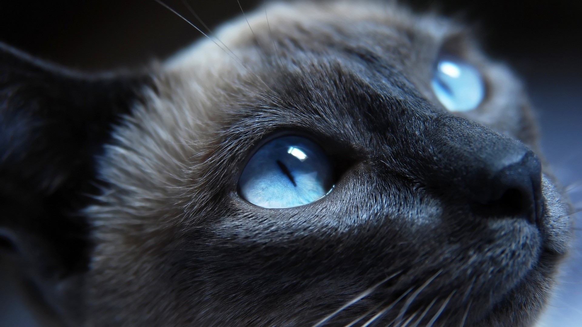 Gatto siamese, Occhi azzurri, Primo piano, sfondo desktop