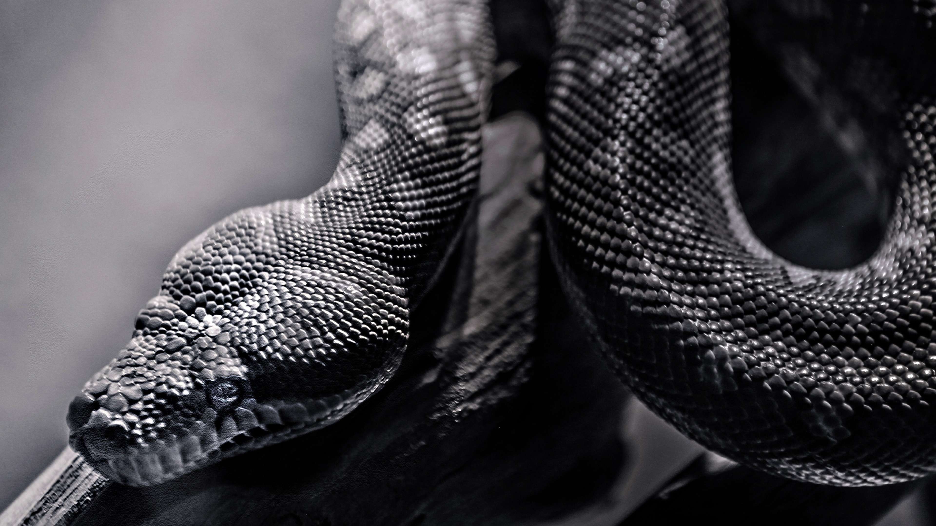 Pitone, Serpente, Bianco e nero, Squame, 3840x2160, immagine di sfondo