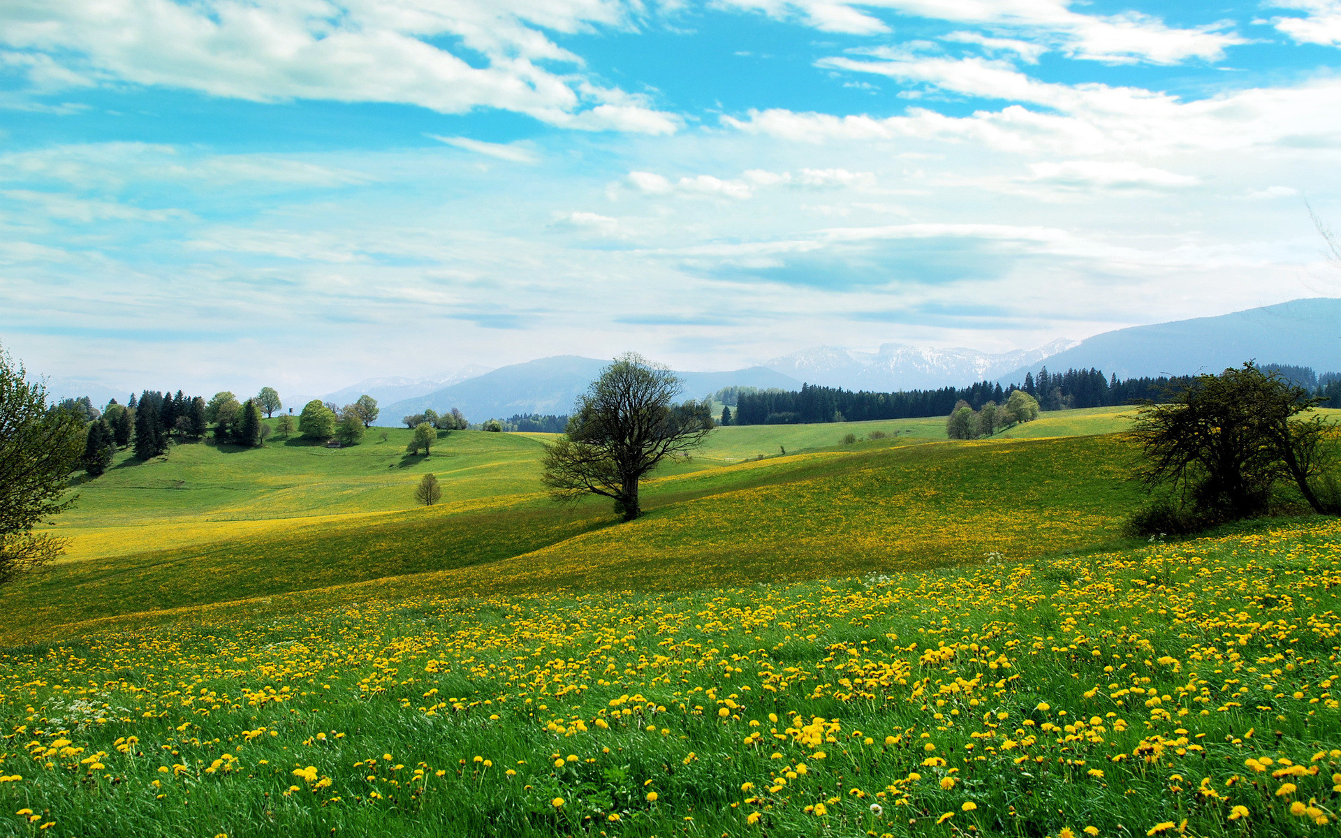 Prato, Fiori gialli, Alberi, Colline, Full HD, sfondo desktop