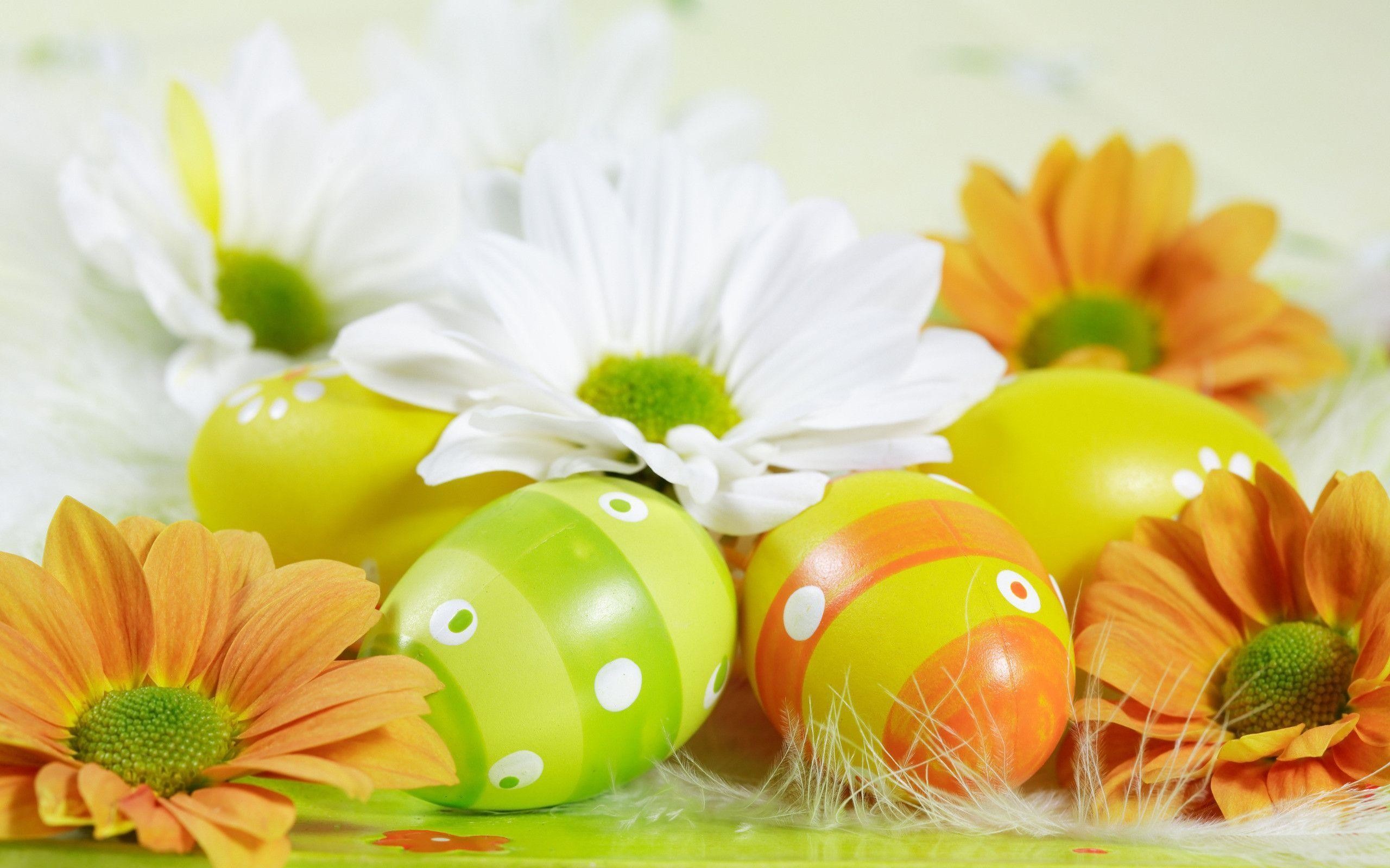 Uova di Pasqua, Gerbere, Margherite, Arancione, 2K, sfondo Windows 11