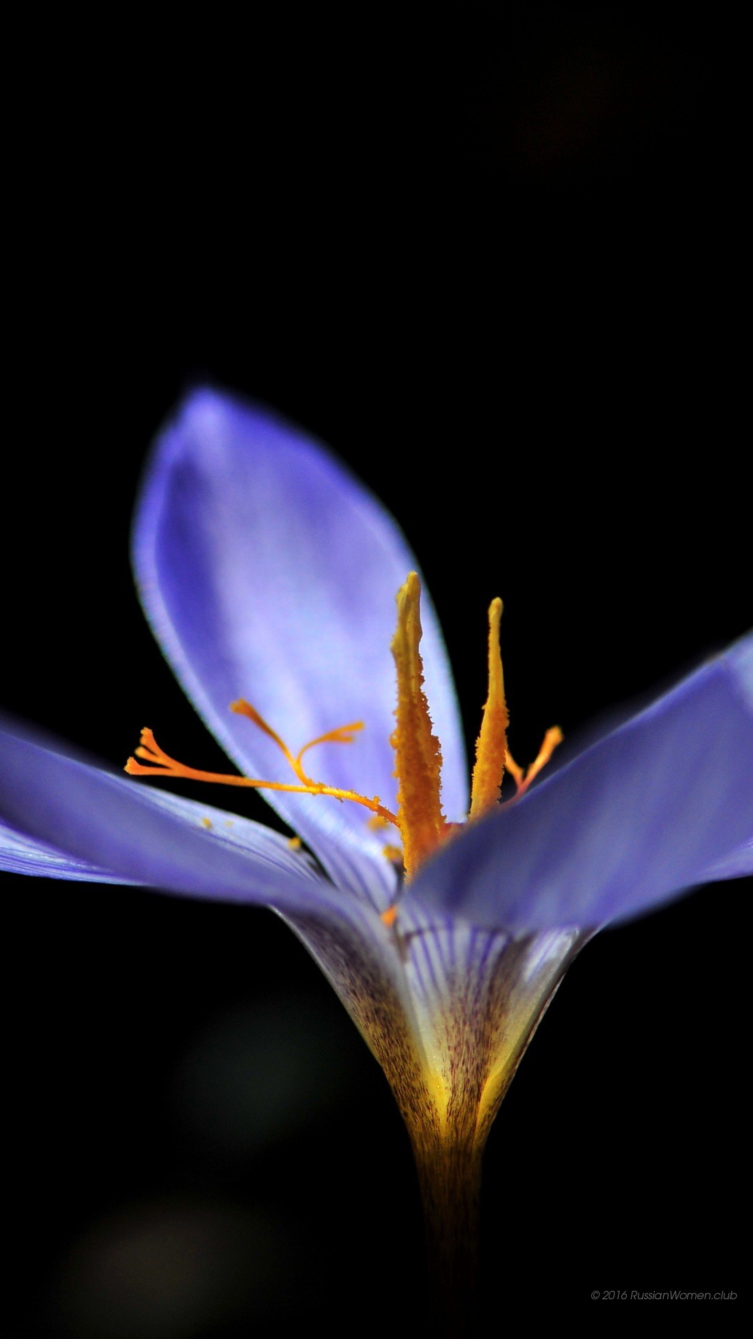 Croco, Fiore viola, Sfondo nero, Full HD, schermata di blocco del cellulare