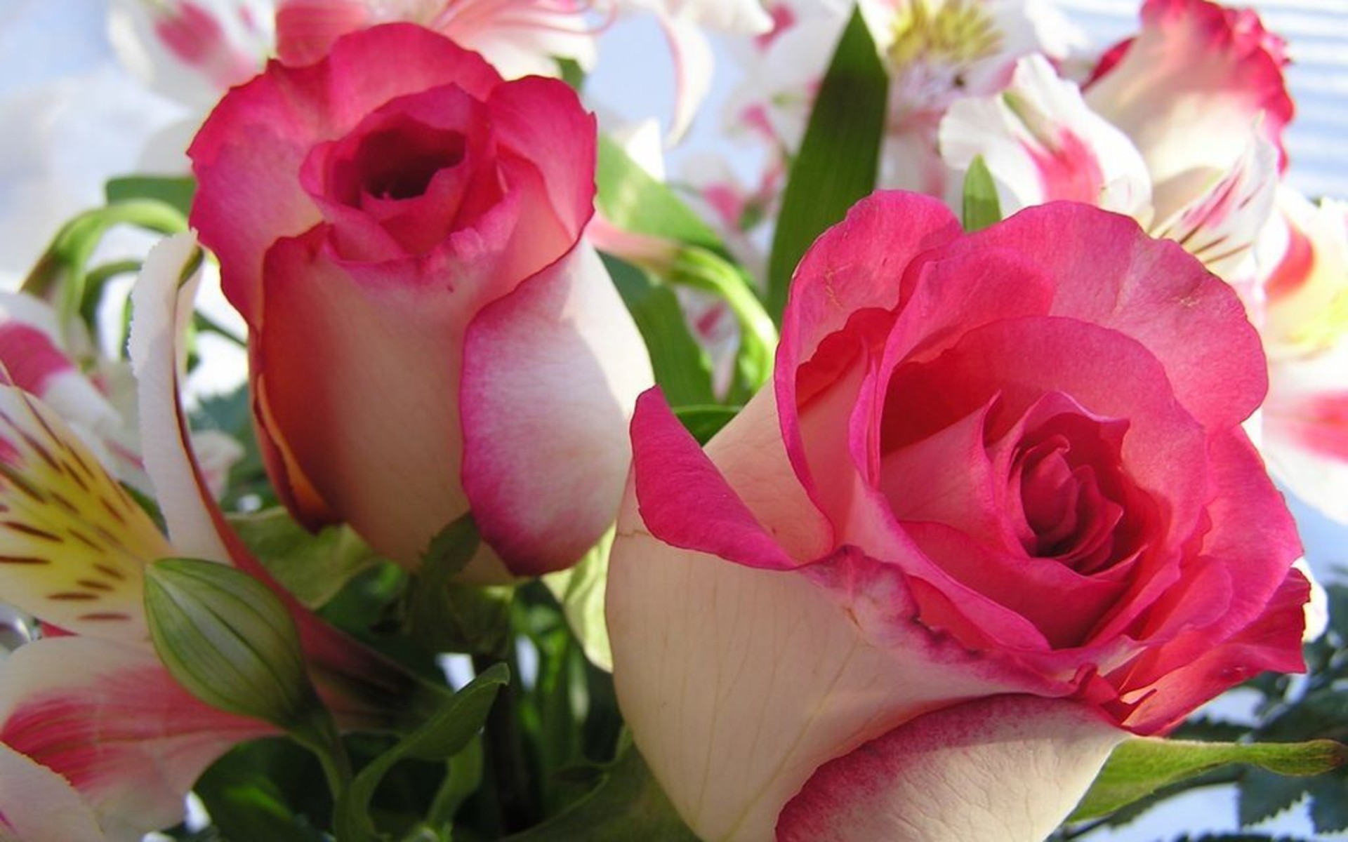 Rose rosa, Fiori, Alstroemeria, Full HD, sfondo per portatile