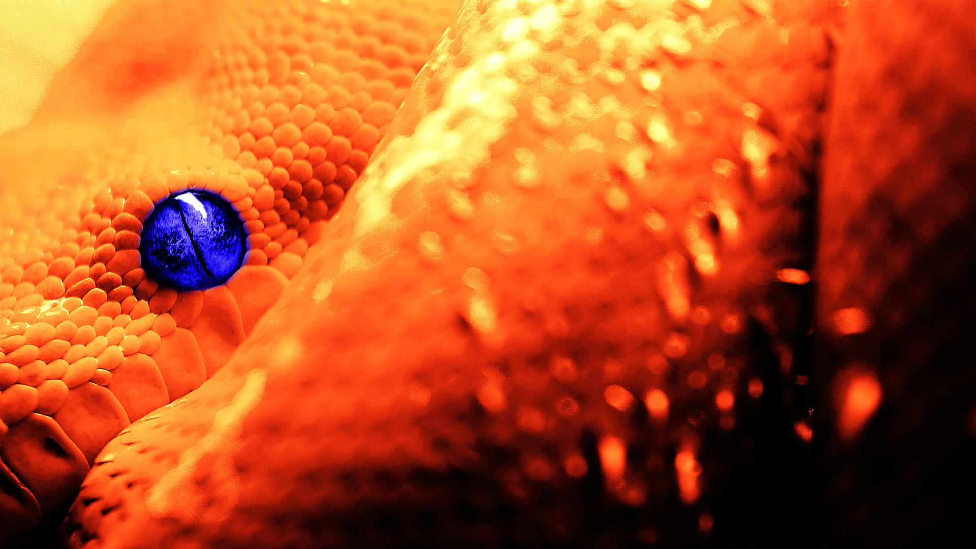 Serpente arancione, Occhio blu, Squame, Macro, Full HD, sfondo Windows 11