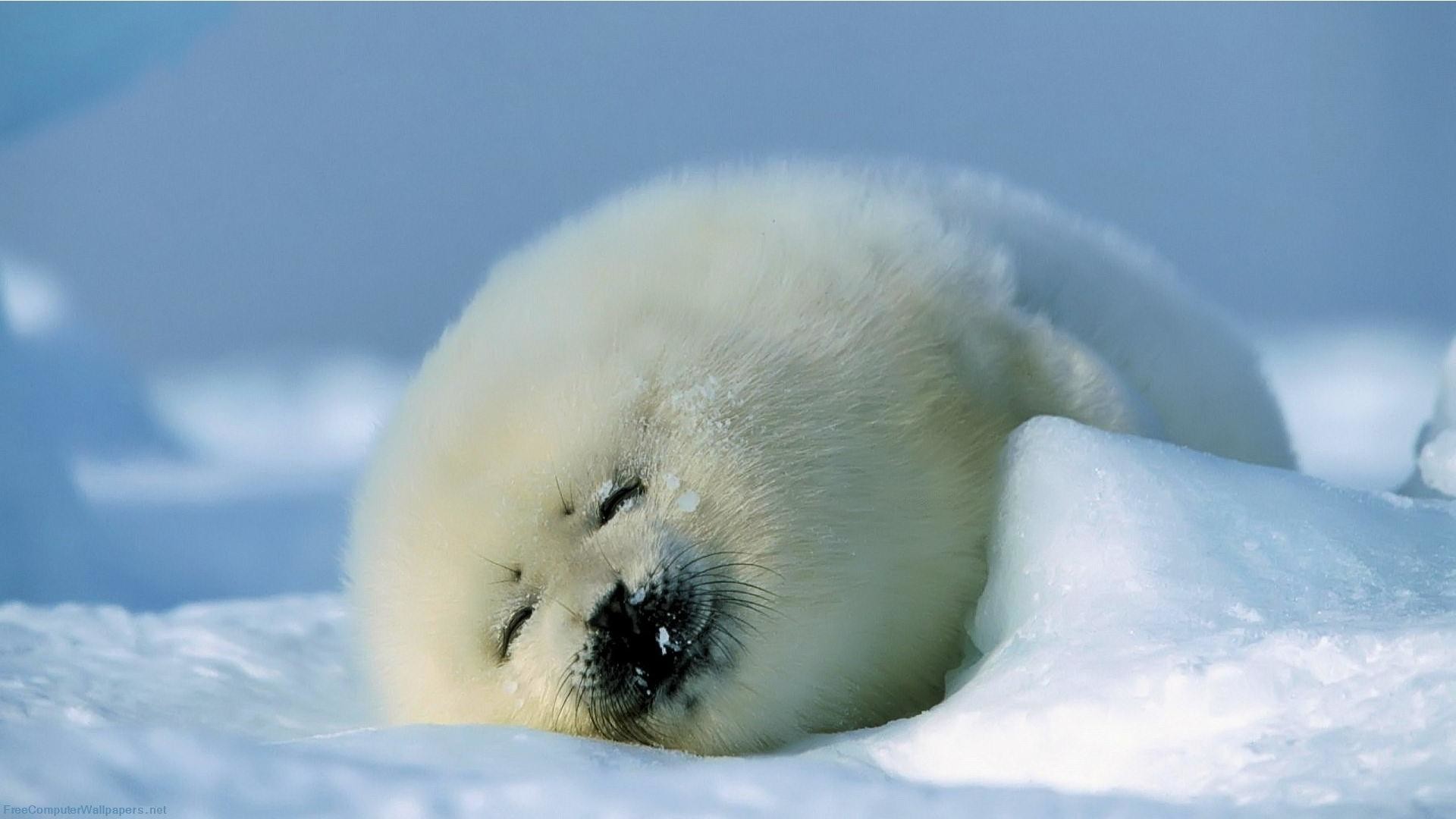 Cucciolo di foca, Foca groenlandese, Neve, Sonno, Full HD, sfondo per portatile