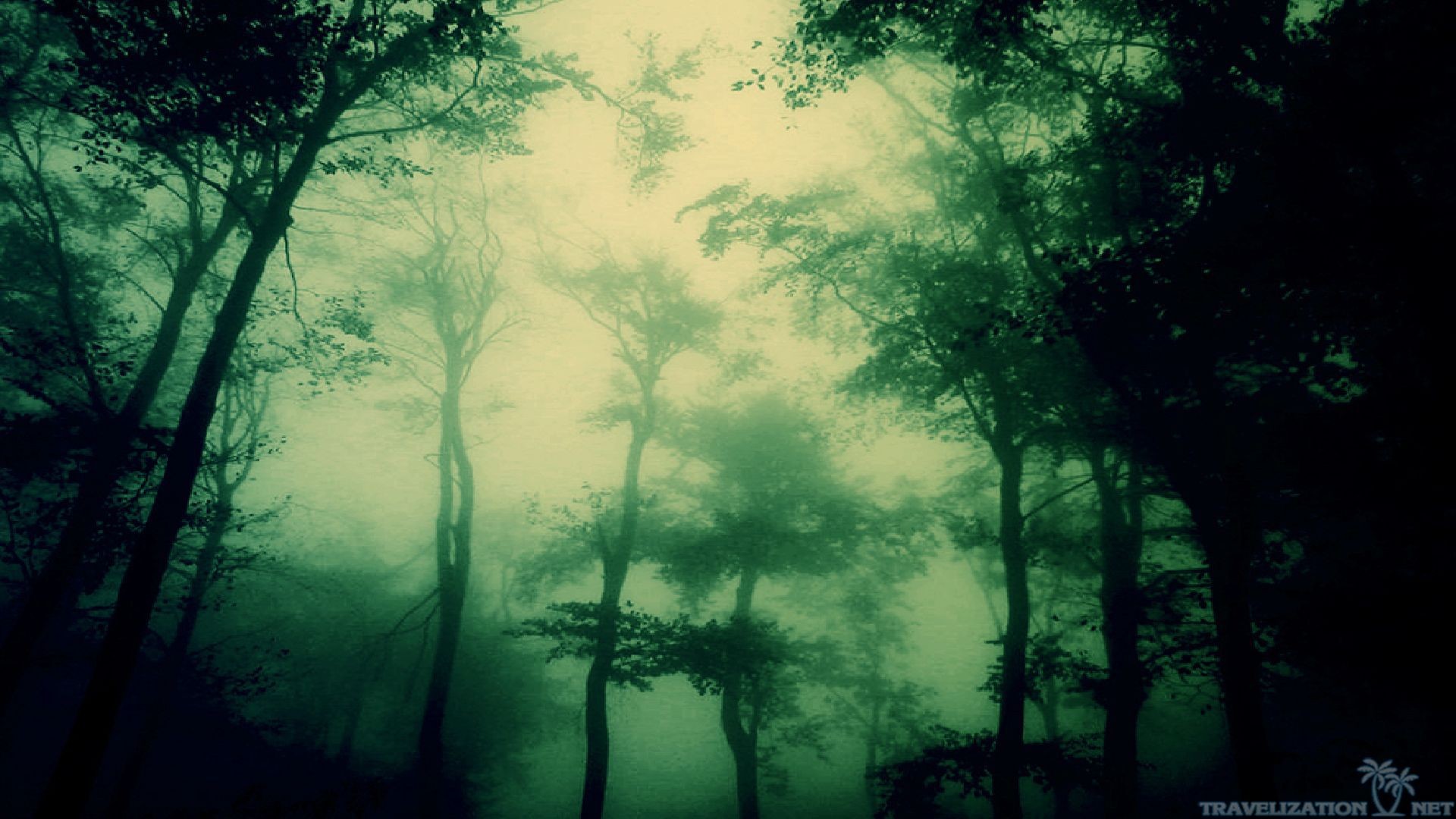 Foresta nebbiosa, Toni verdi, Controluce, Full HD, sfondo Windows 11