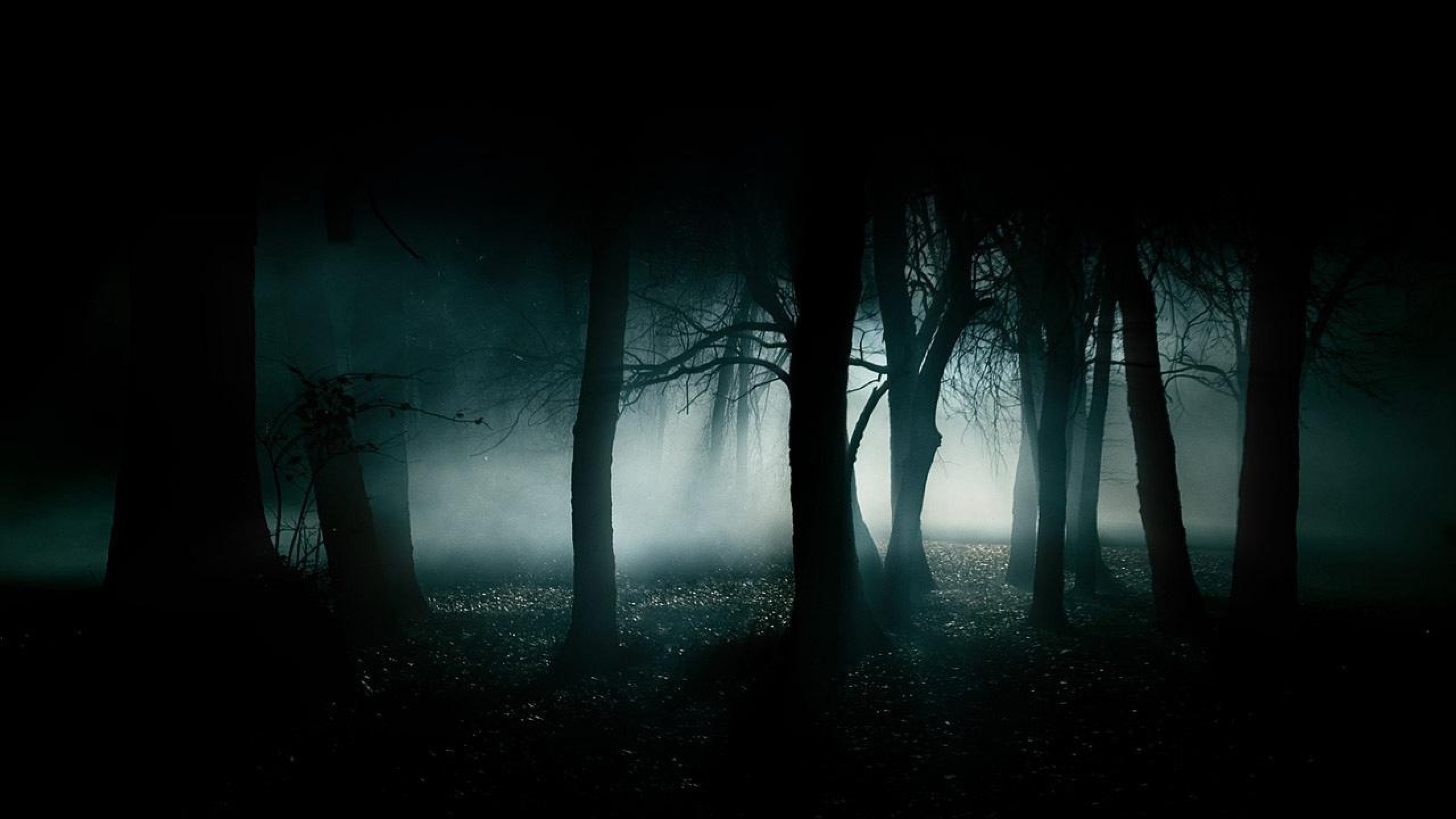 Foresta, Nebbia, Alberi, Scuro, 2K, sfondo per portatile