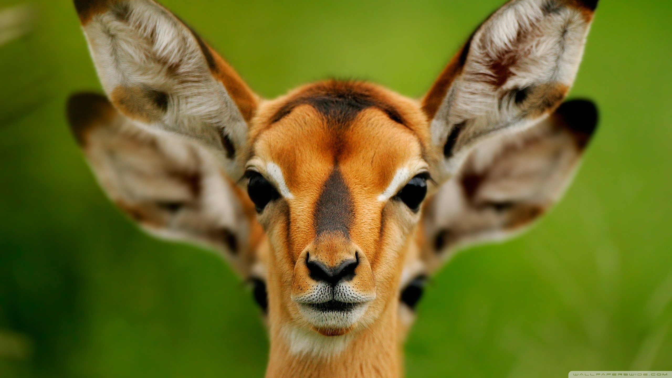 Impala, Antilope, Ritratto, Sfondo verde, 16:9 2K, wallpaper widescreen