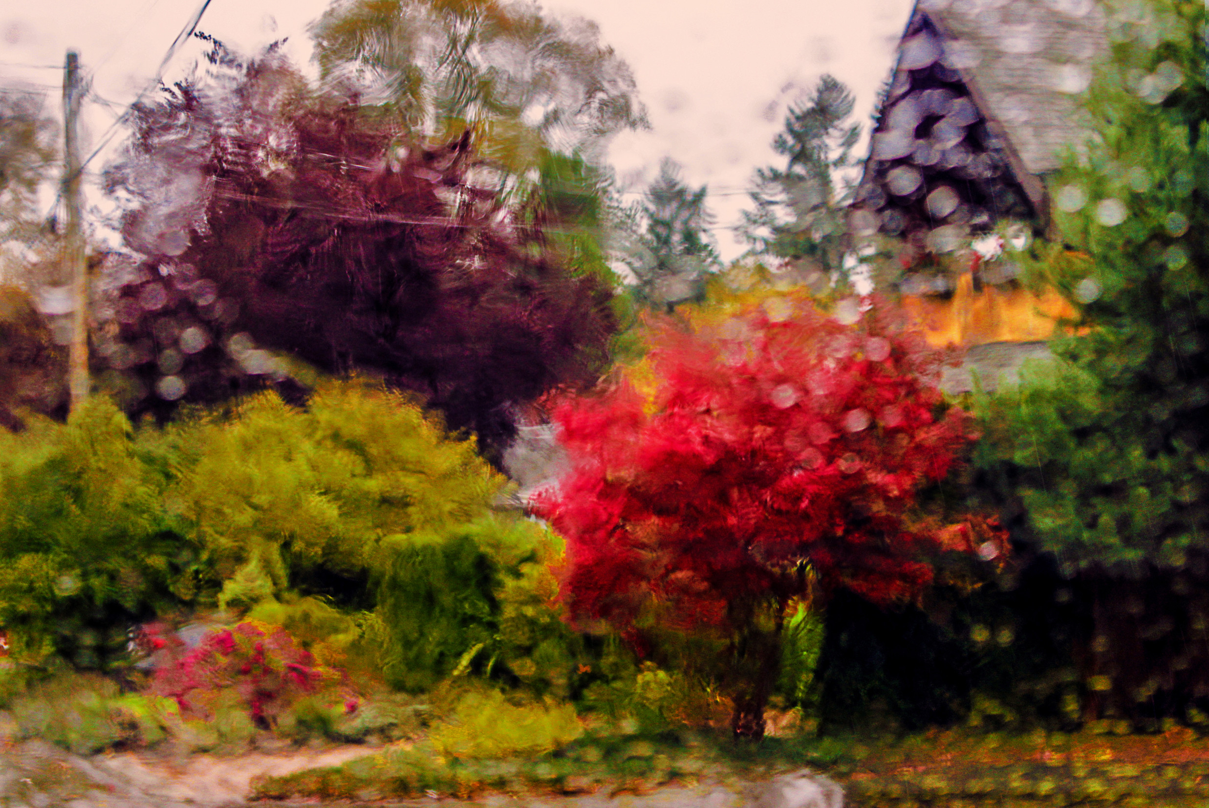 Giardino, Cespugli autunnali, Pittura, Colori, Full HD, wallpaper per portatile