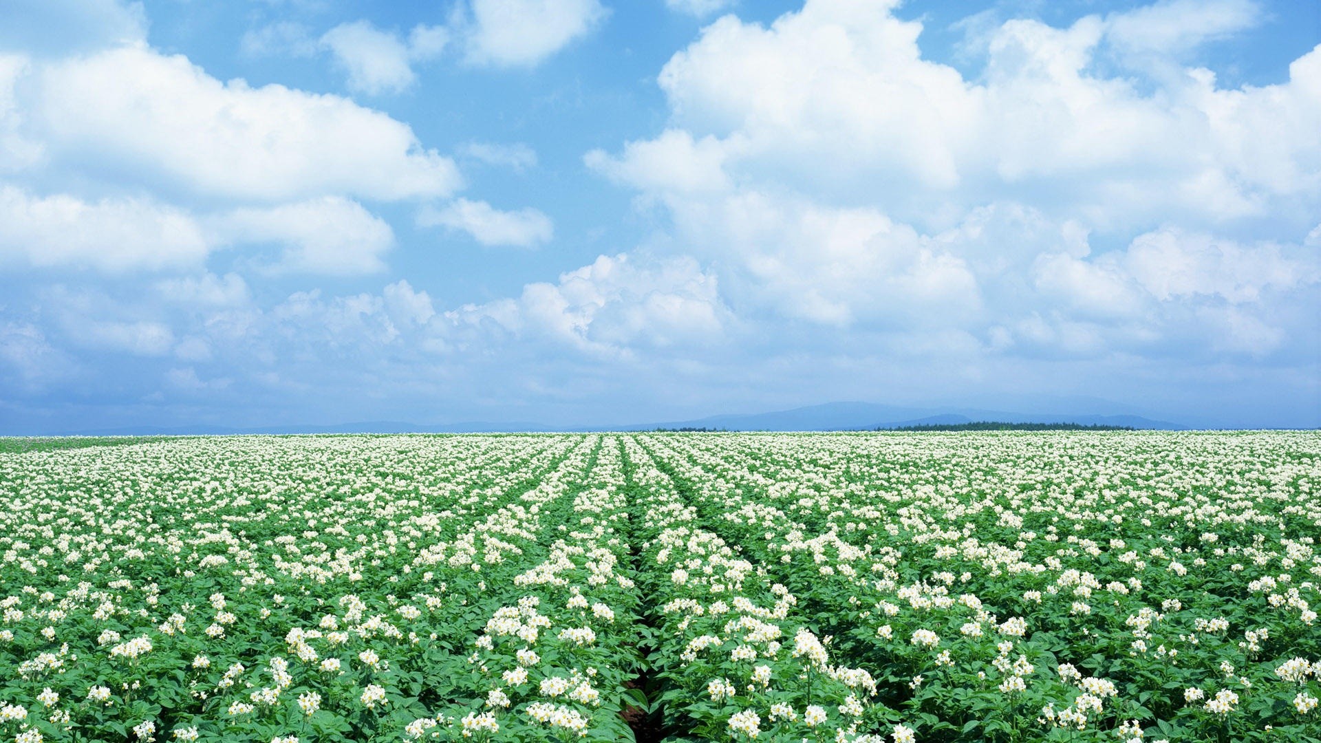 Campo fiorito, Fiori bianchi, Cielo, Nuvole, 1920x1080, sfondo per PC