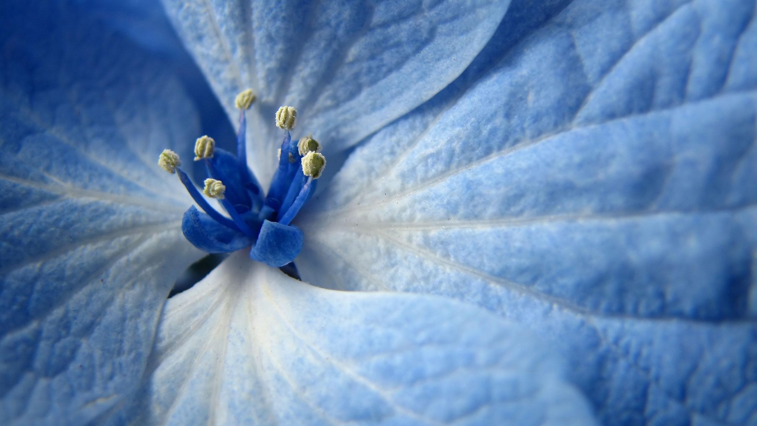Ortensia, Fiore blu, Macro, Pistilli, 2560x1440, sfondo per PC