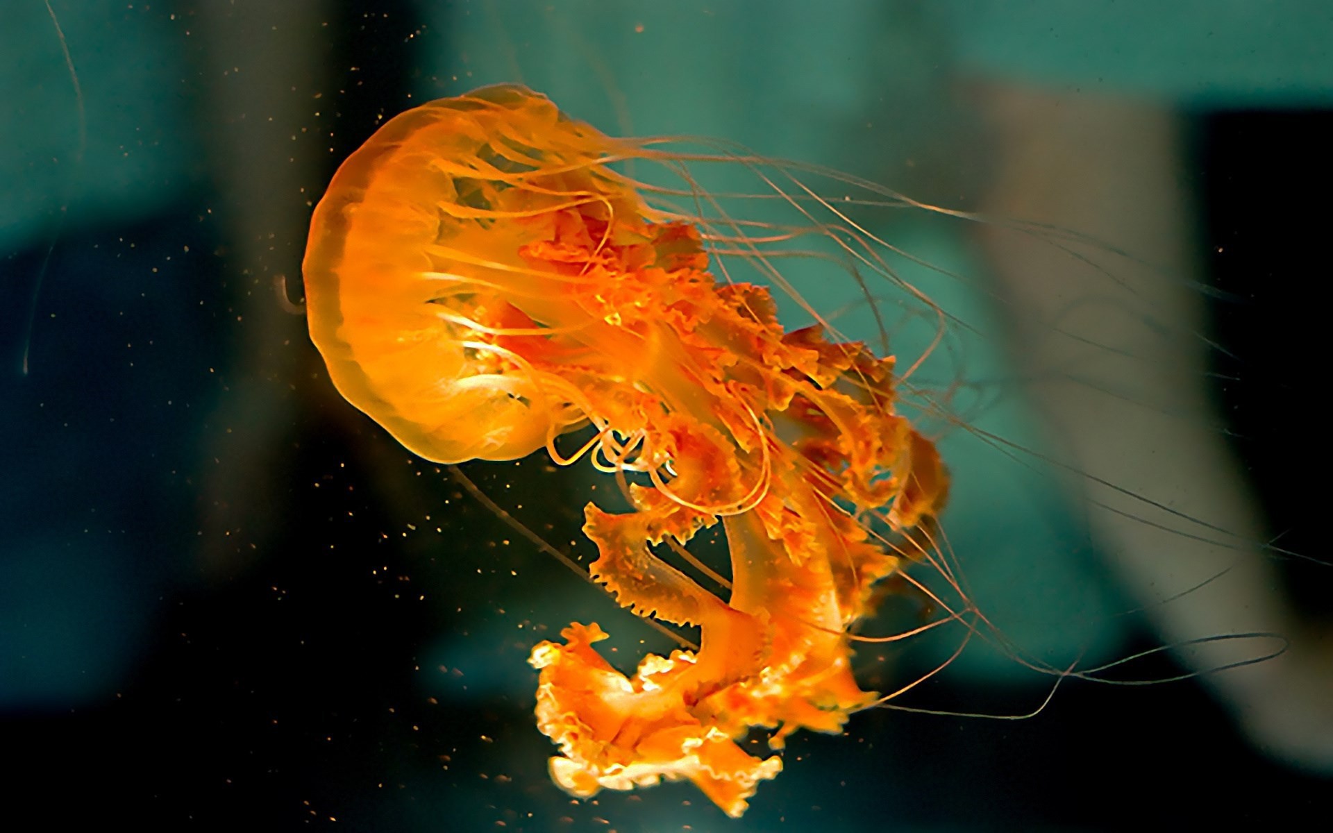 Medusa, Ortica di mare, Arancione, Sott'acqua, 1920x1200, sfondo MacBook Pro