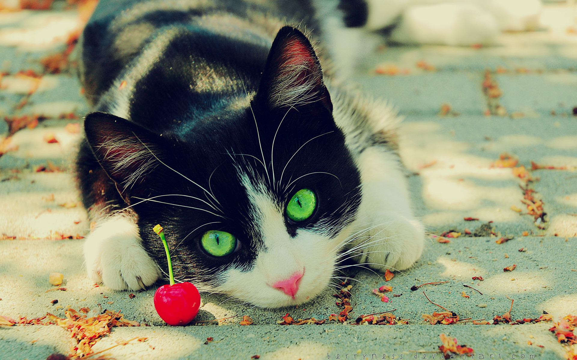Gatto bianco e nero, Occhi verdi, Ciliegia, Toni vintage, 1920x1200, sfondo MacBook Pro