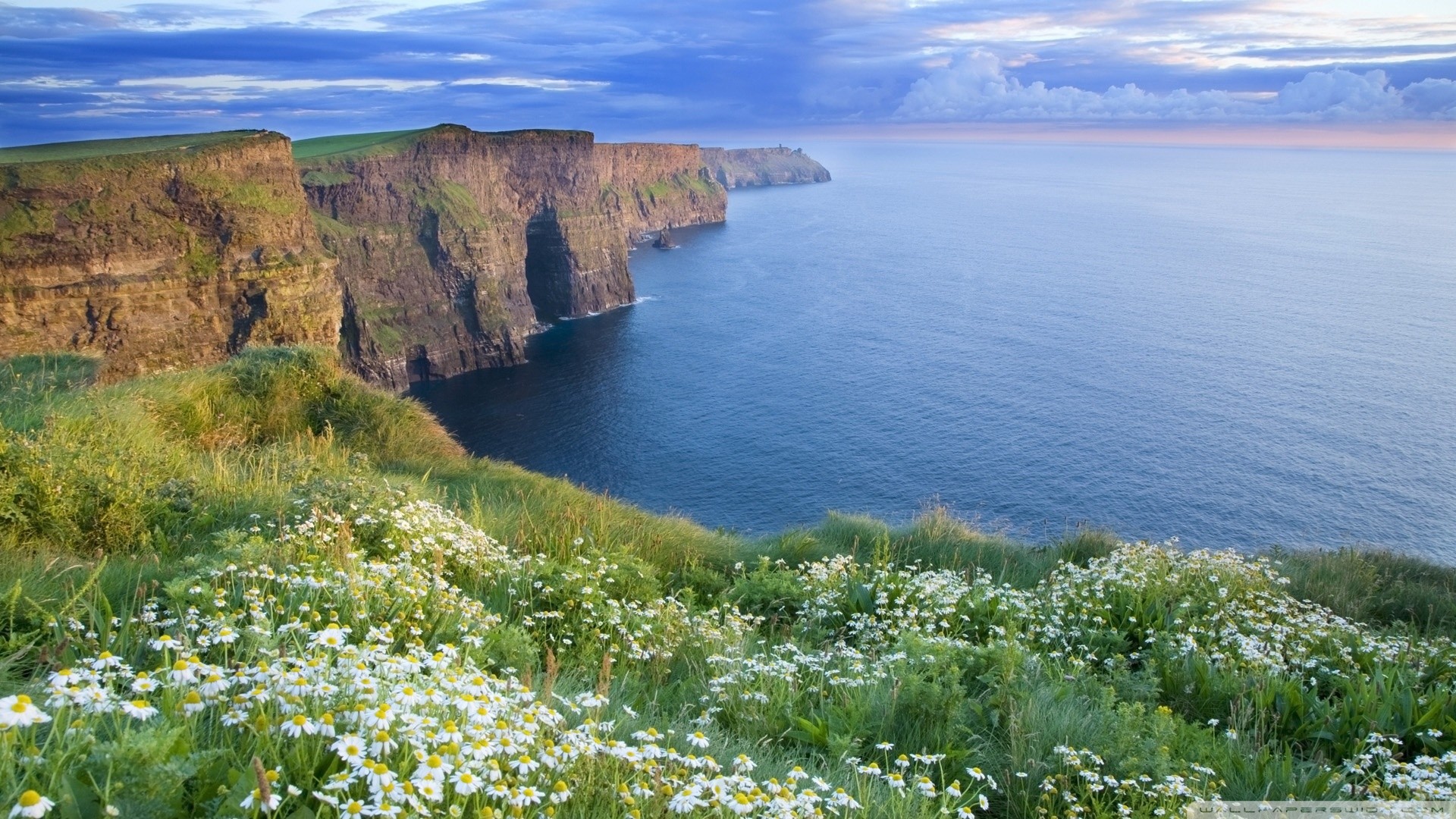 Scogliere di Moher, Irlanda, Fiori di campo, Oceano, 1920x1080, wallpaper desktop