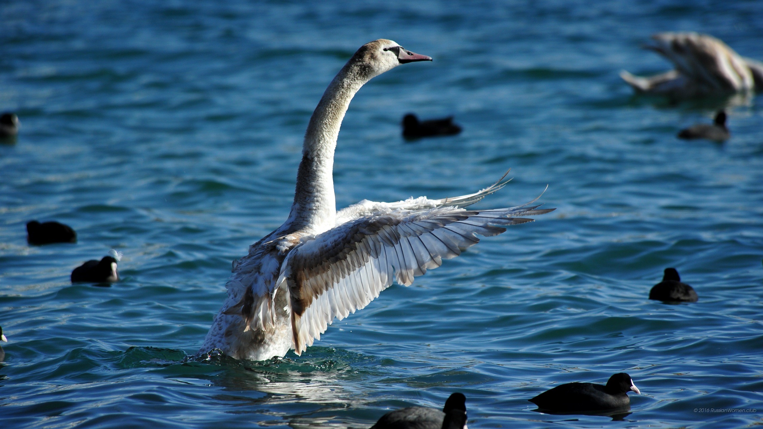 Cigno, Ali aperte, Acqua, Folaghe, 2K 1440p, sfondo desktop