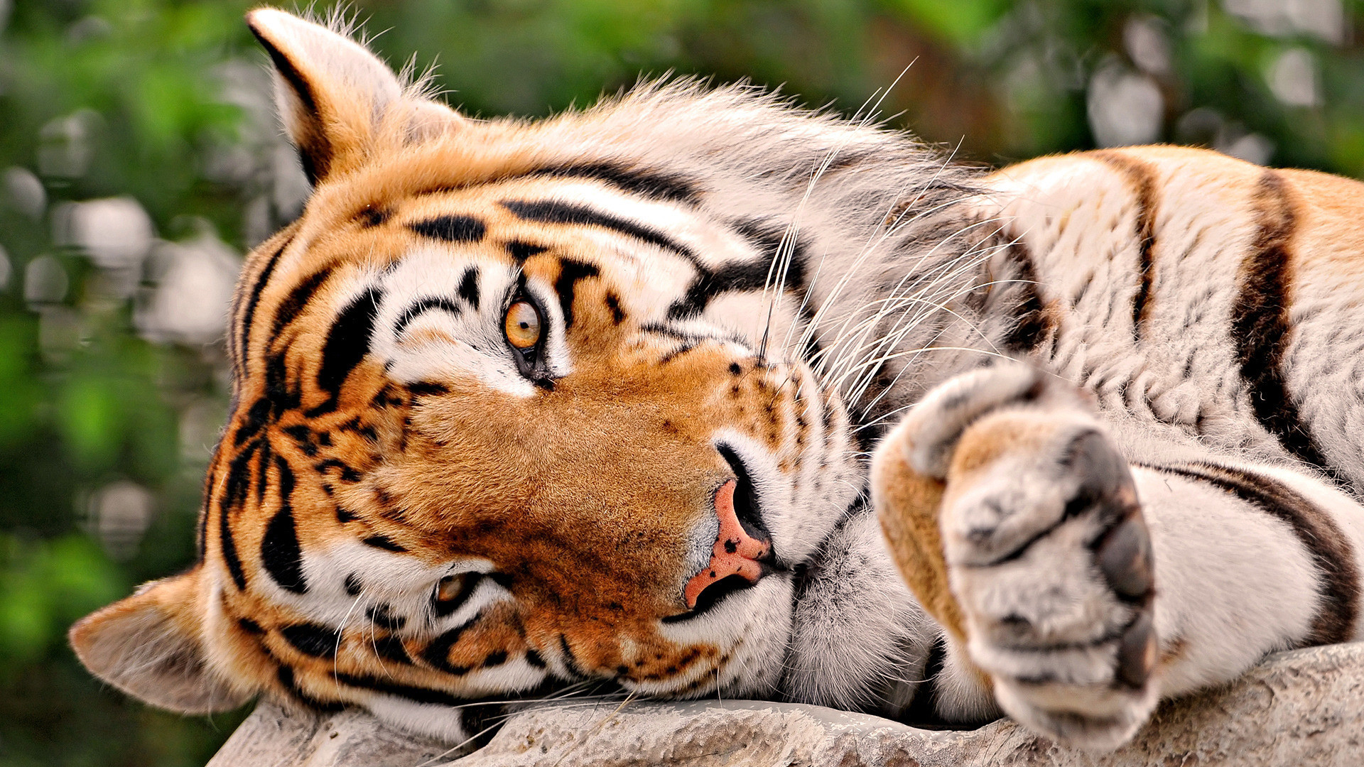 Tigre, Riposo, Zampe, Roccia, Full HD, sfondo desktop