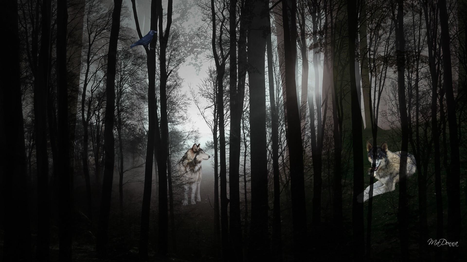 Foresta oscura, Lupi, Nebbia, Alberi, Full HD, wallpaper per computer