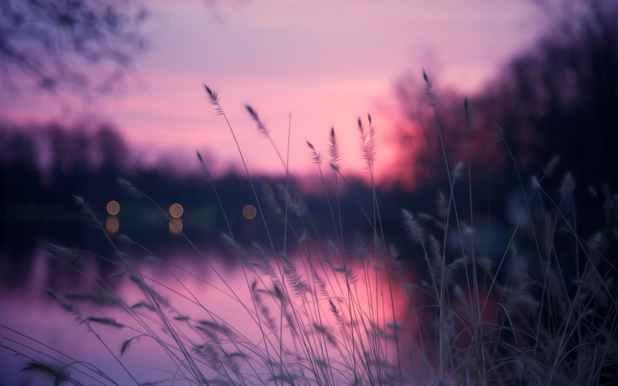 Lago, Canne, Tramonto rosa, Bokeh, sfondo Mac