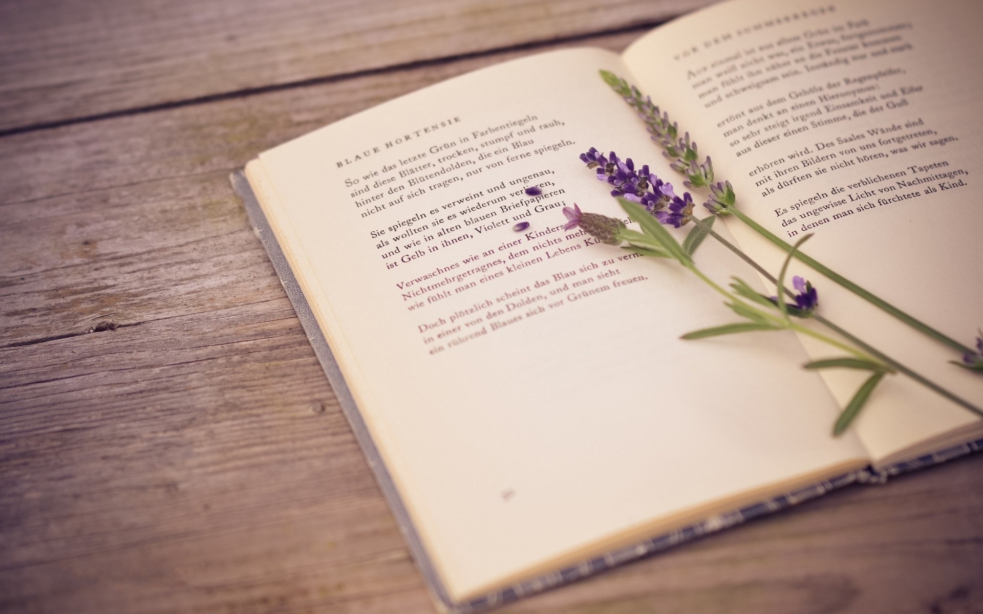 Libro aperto, Lavanda, Tavolo di legno, Poesia, 1920x1200, sfondo per PC