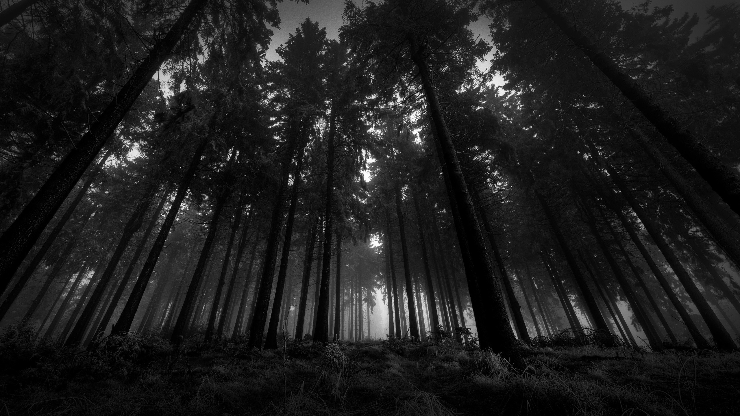 Foresta, Alberi alti, Bianco e nero, Prospettiva dal basso, 2K, sfondo per PC