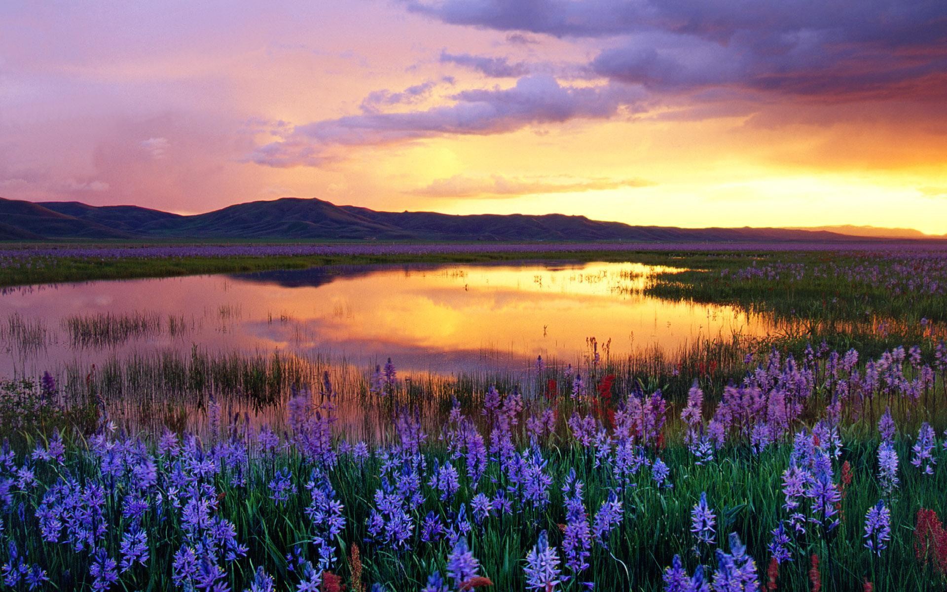 Lupini, Fiori viola, Tramonto, Lago, sfondo desktop Windows