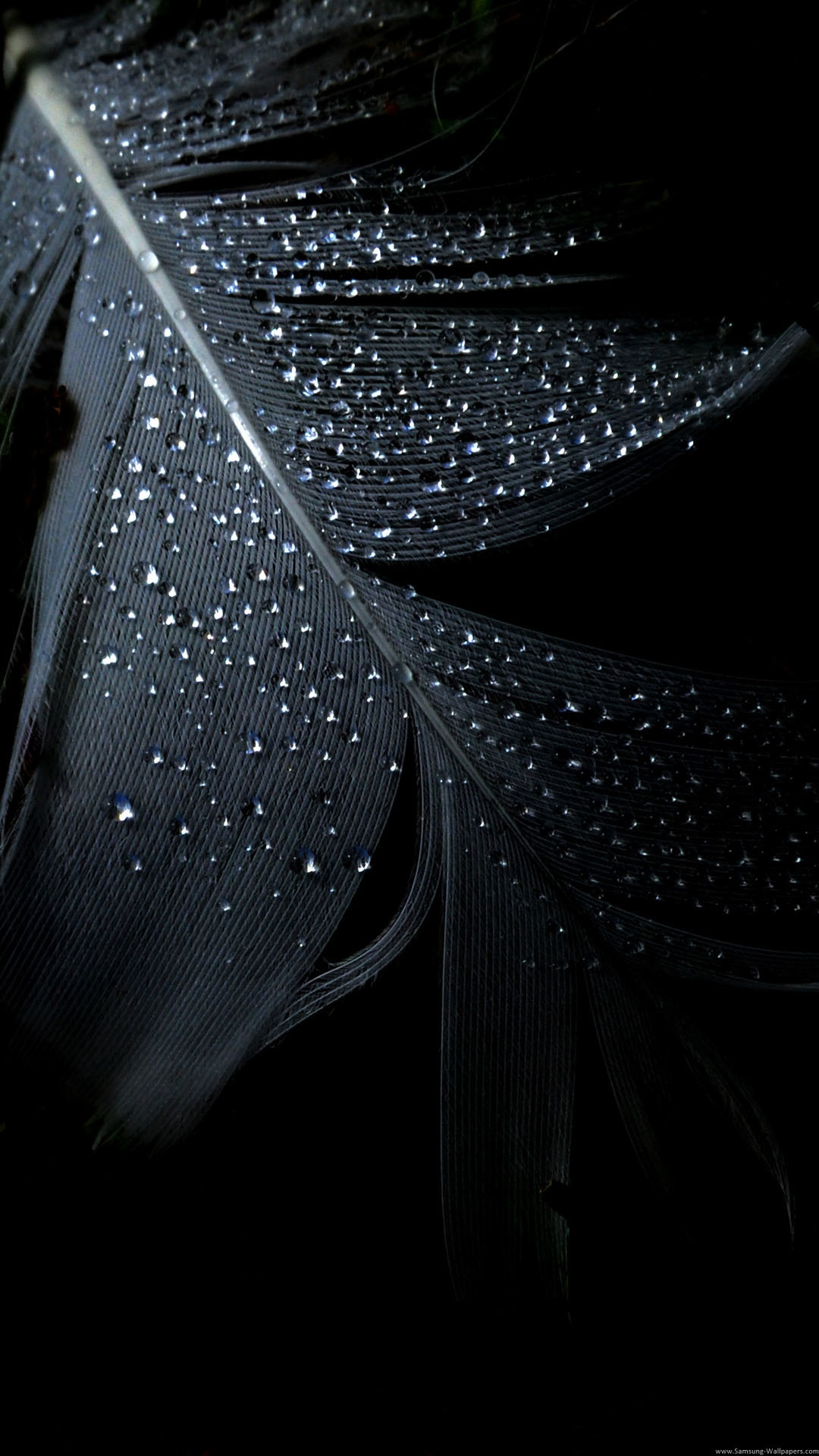 Piuma nera, Gocce d'acqua, Macro, immagine di sfondo iPhone 7 Plus