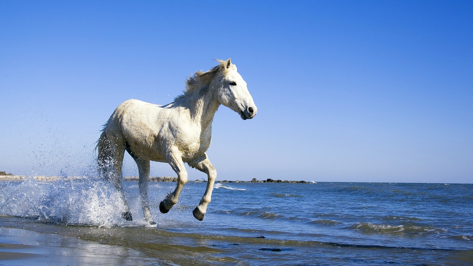 Cavallo bianco, Mare, Spruzzi, Galoppo, Full HD, sfondo per desktop