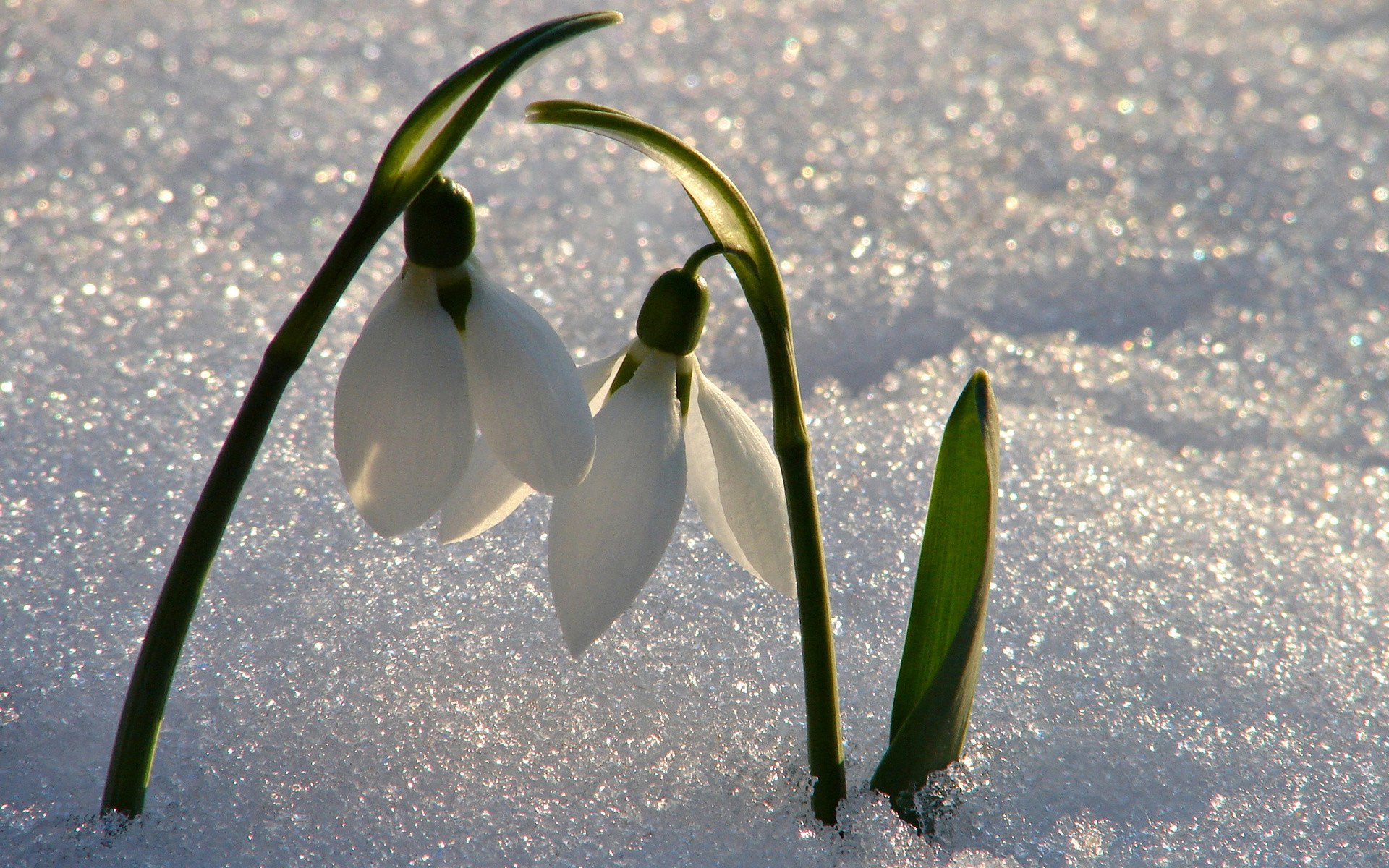 Bucaneve, Neve, Fiori bianchi, Primavera, Full HD, wallpaper desktop