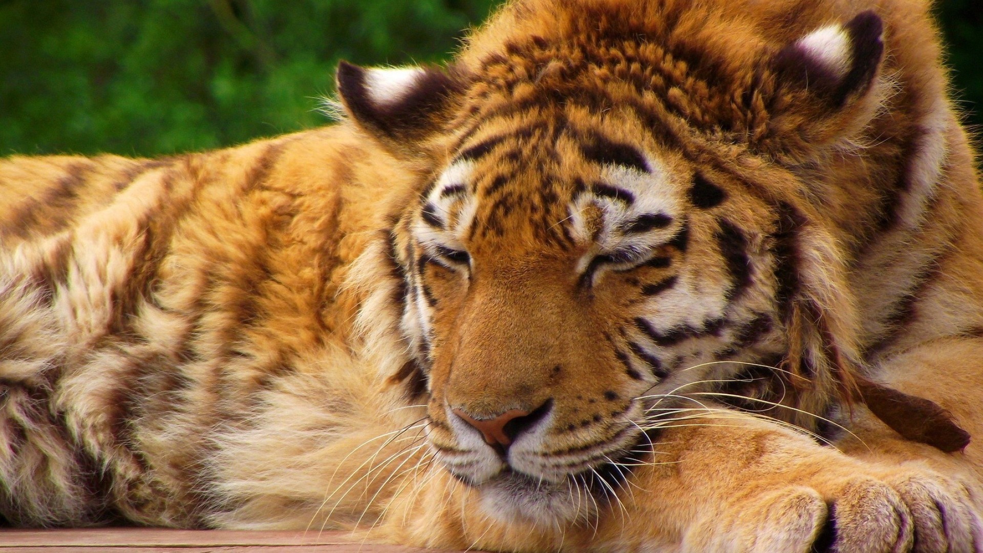 Tigre siberiana, Riposo, Primo piano, 1920x1080, sfondo per PC