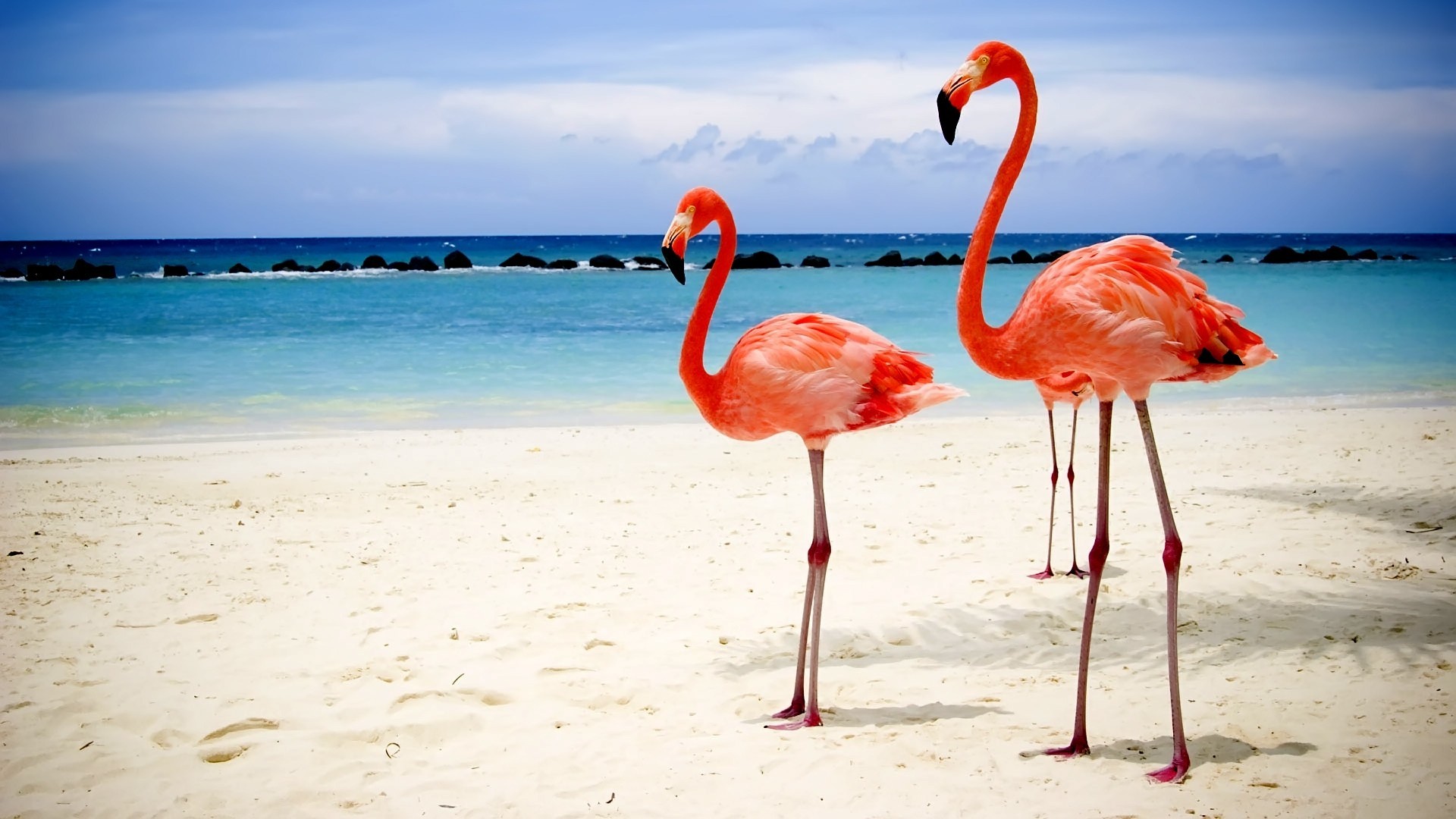Fenicotteri rosa, Spiaggia, Mare, Full HD, sfondo per il tuo desktop