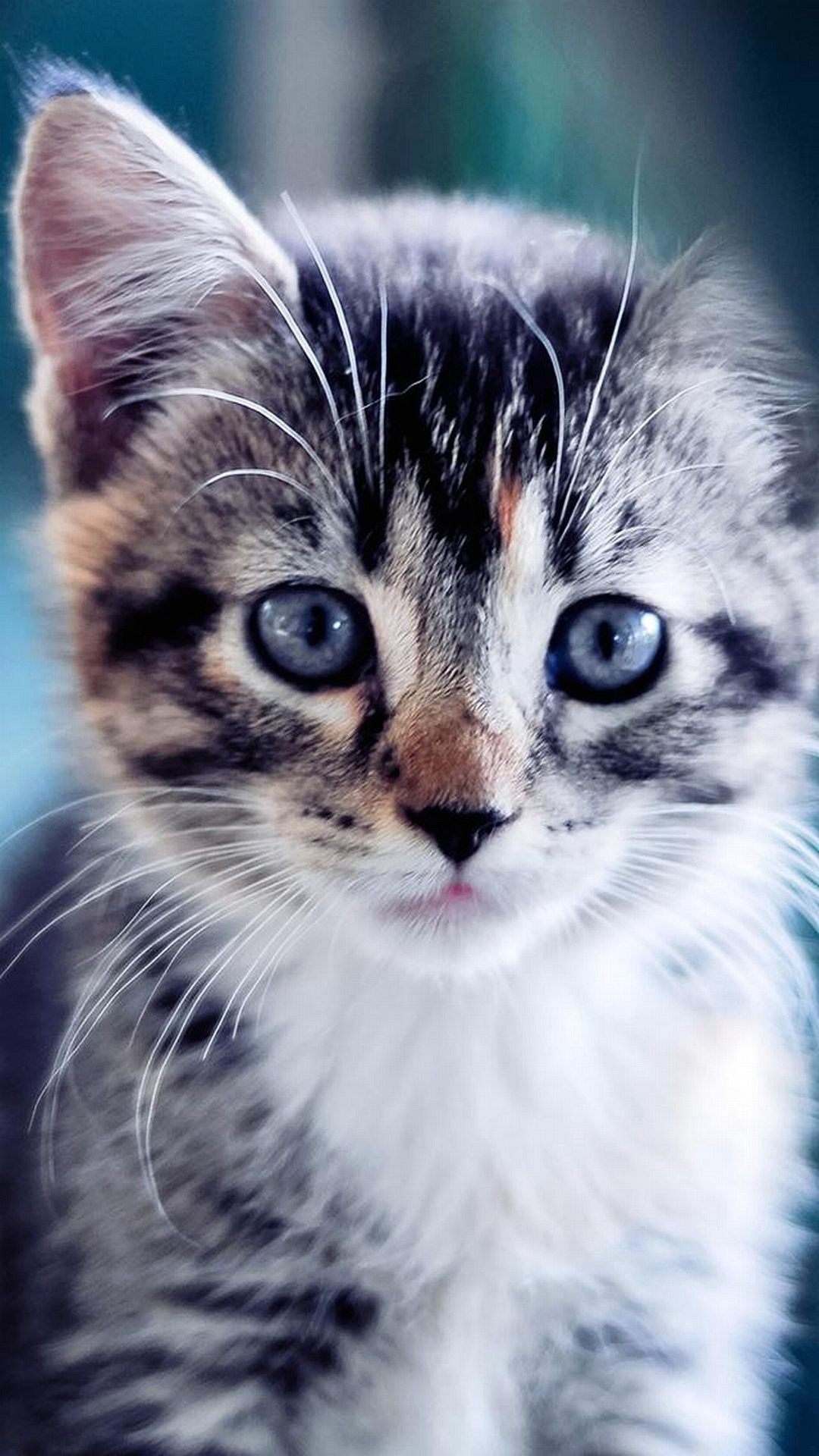 Gattino, Gatto soriano, Occhi azzurri, sfondo per il tuo smartphone