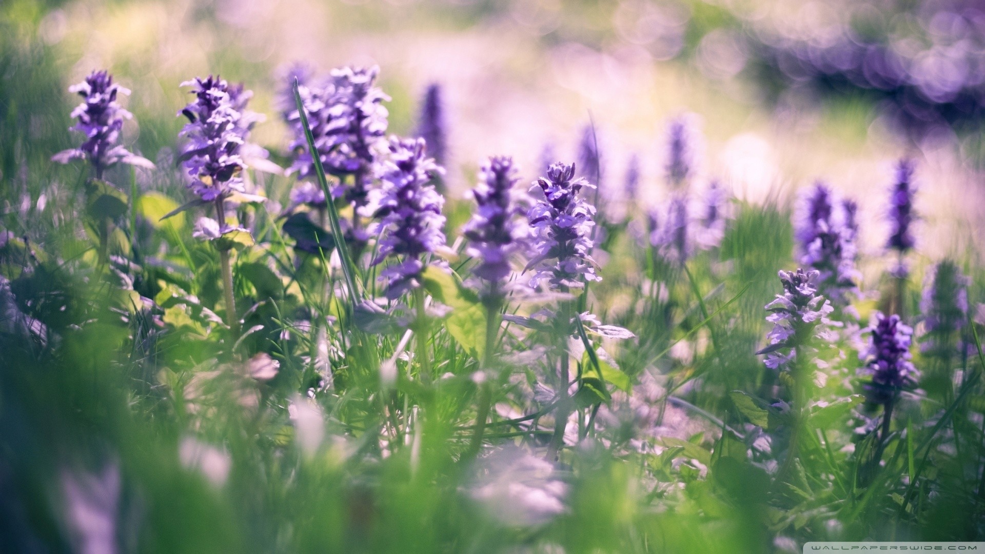 Lupini, Fiori viola, Prato, Bokeh, 1920x1080, immagine di sfondo