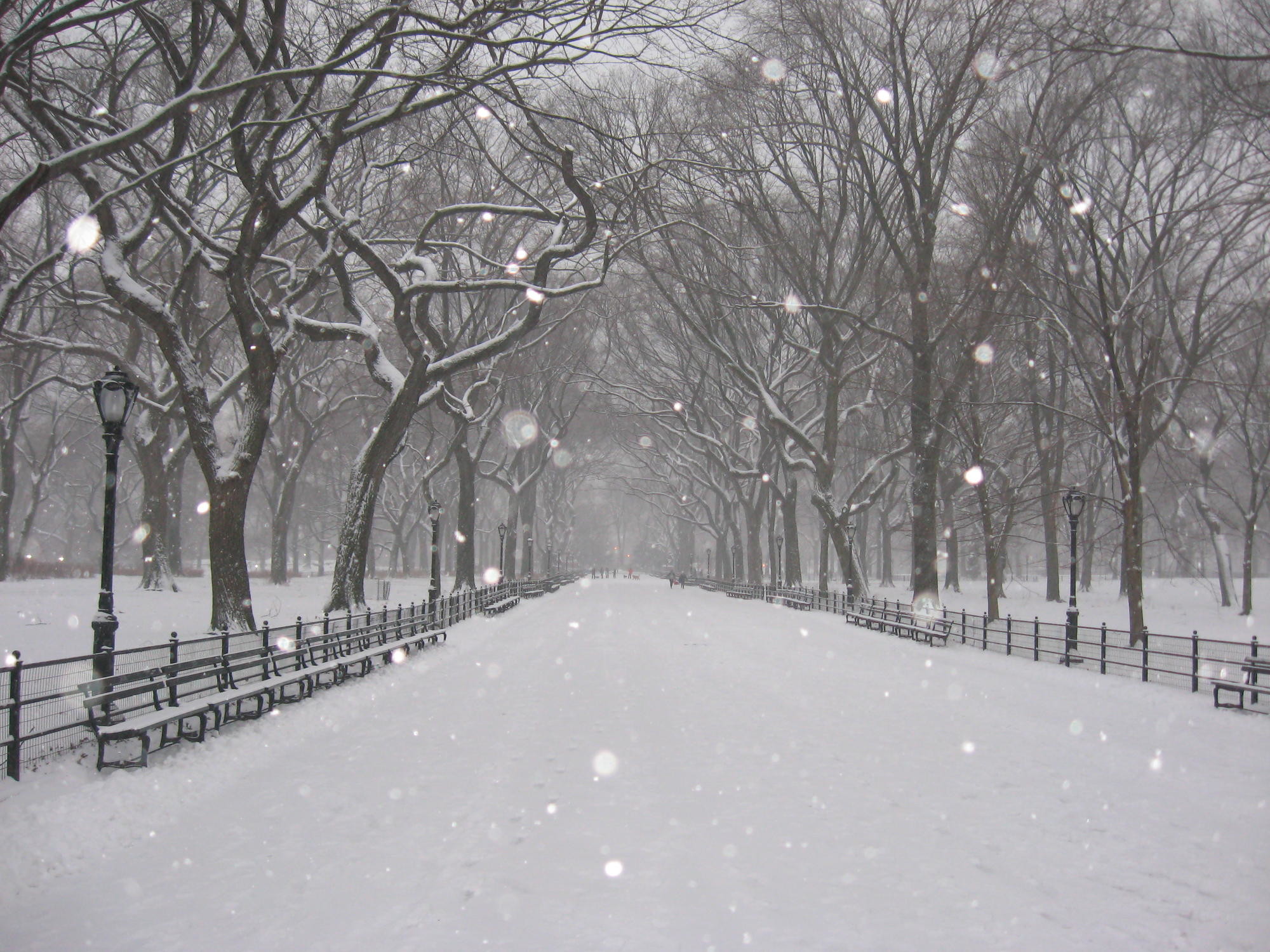 Central Park, Neve, Viale alberato, Inverno, Solitudine, Full HD, wallpaper per tablet