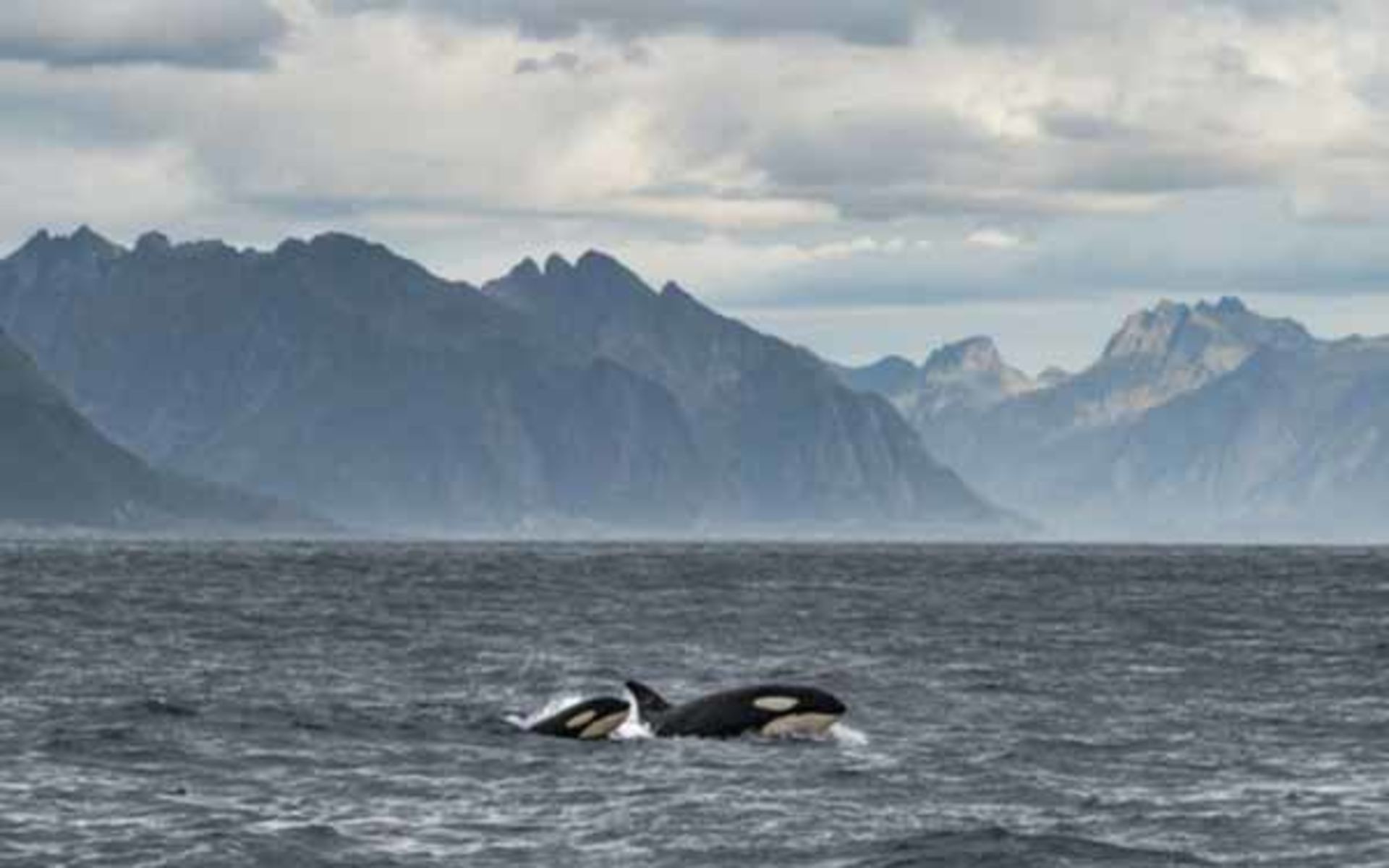 Orca, Alaska, Into the Wild - Nelle terre selvagge, Montagne, Mare, sfondo Full HD per computer