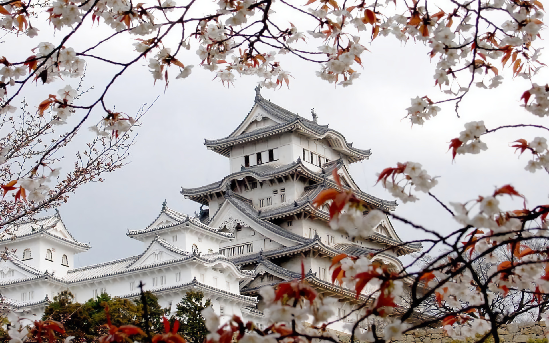 Castello di Himeji, Fiori di ciliegio, Sakura, Castello bianco, Primavera, sfondo Windows 11