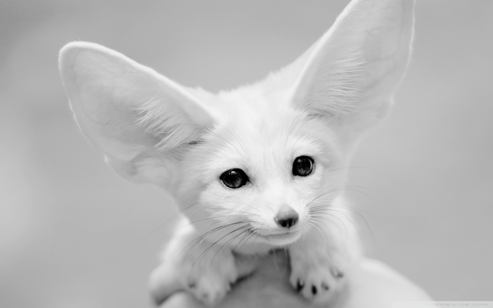 Fennec, Volpe del deserto, Bianco e nero, 1920x1200, sfondo per PC