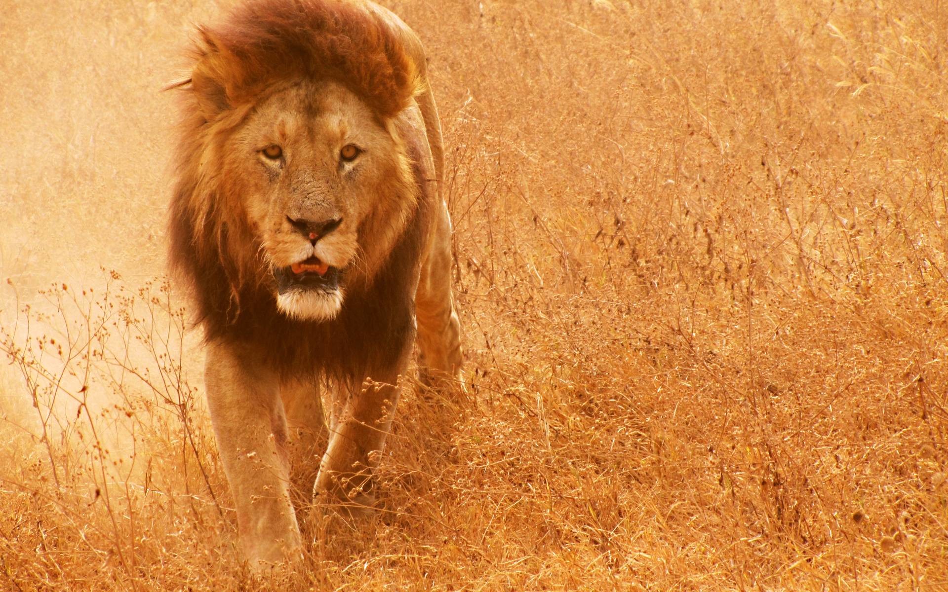 Leone, Savana, Erba secca, Arancione, 1920x1200, sfondo per PC