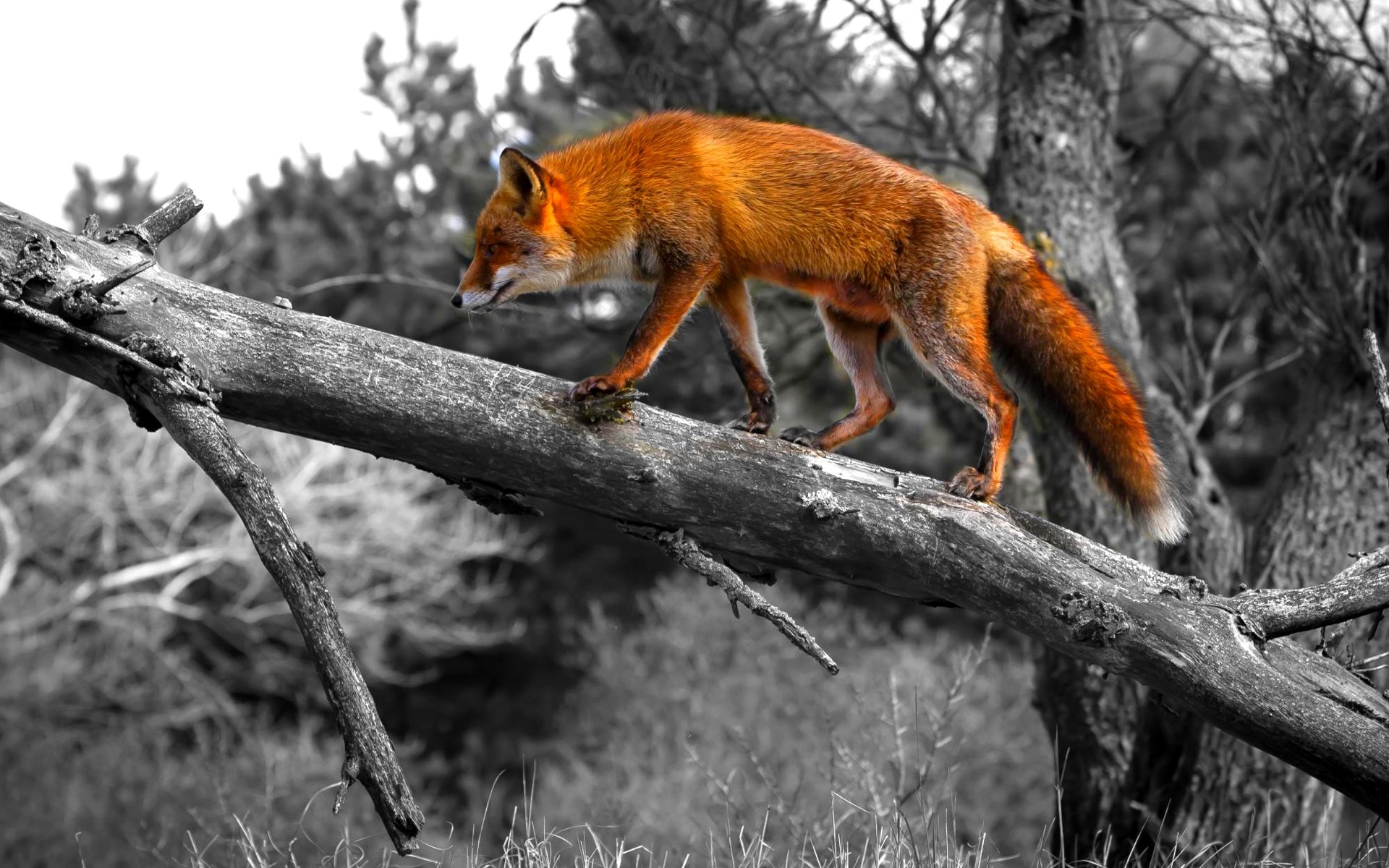 Volpe rossa, Tronco, Colore selettivo, 1920x1200, sfondo MacBook Pro