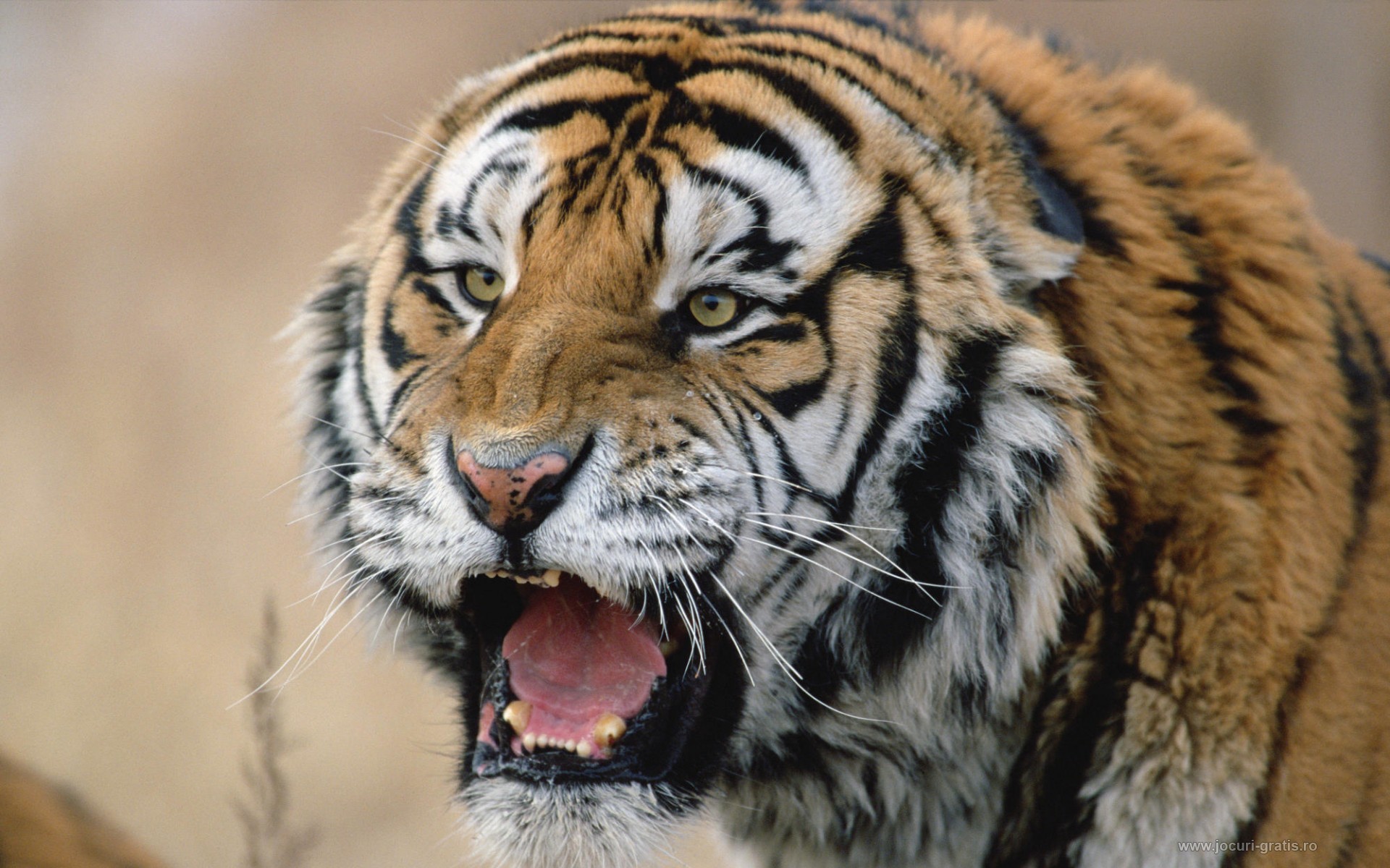 Tigre, Ruggito, Felino, 1920x1200, sfondo per PC