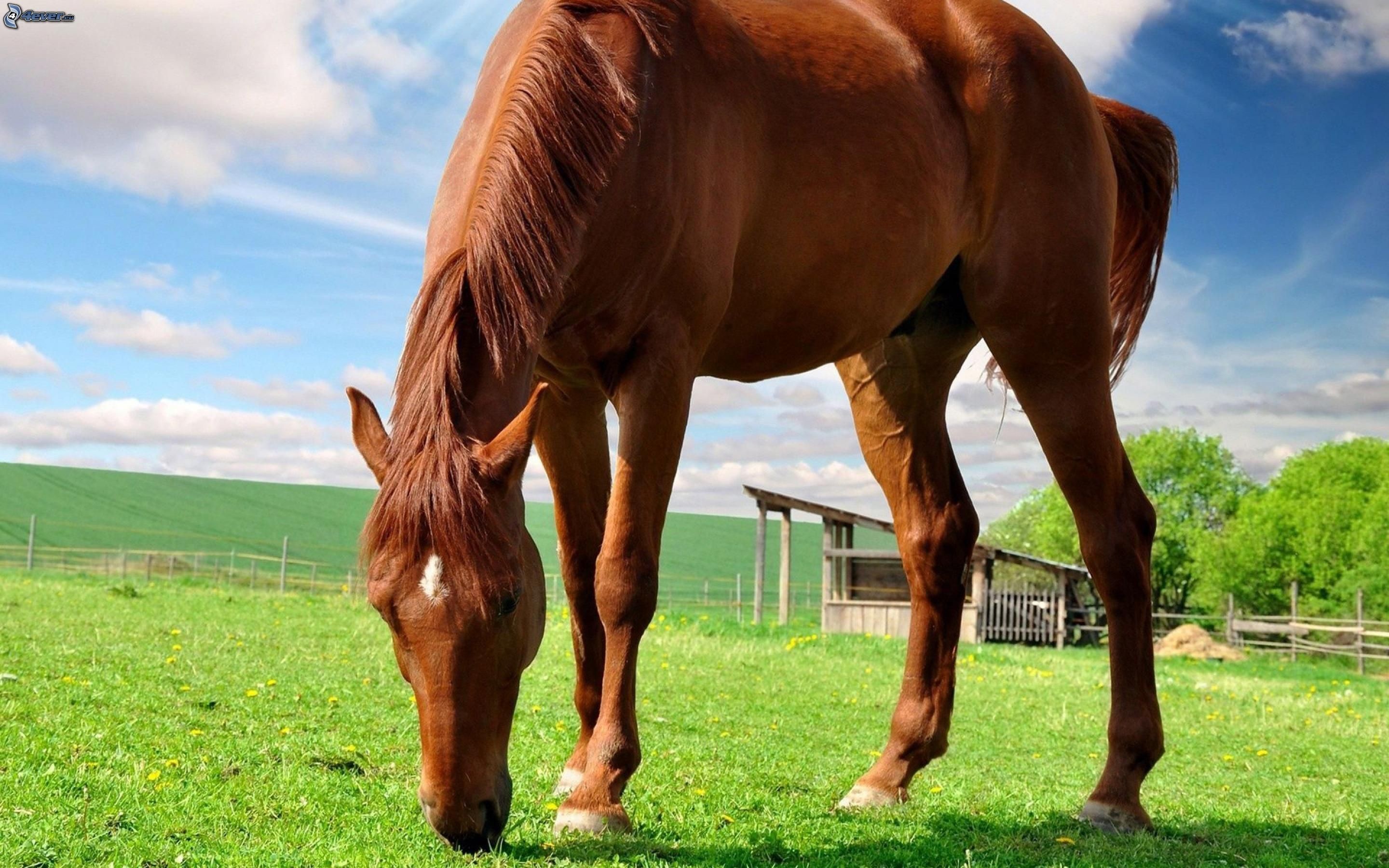 Cavallo sauro, Pascolo, Fattoria, Cielo azzurro, 2880x1800, sfondo MacBook Pro
