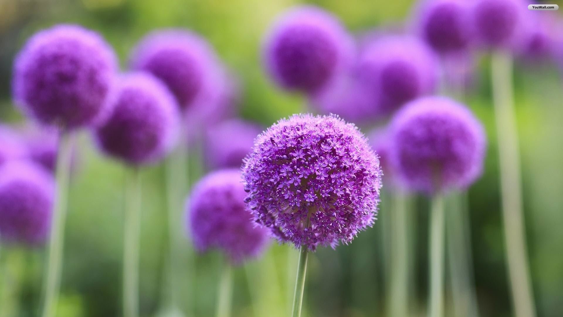 Allium, Fiori viola, Bokeh, Full HD 1080p, sfondo desktop