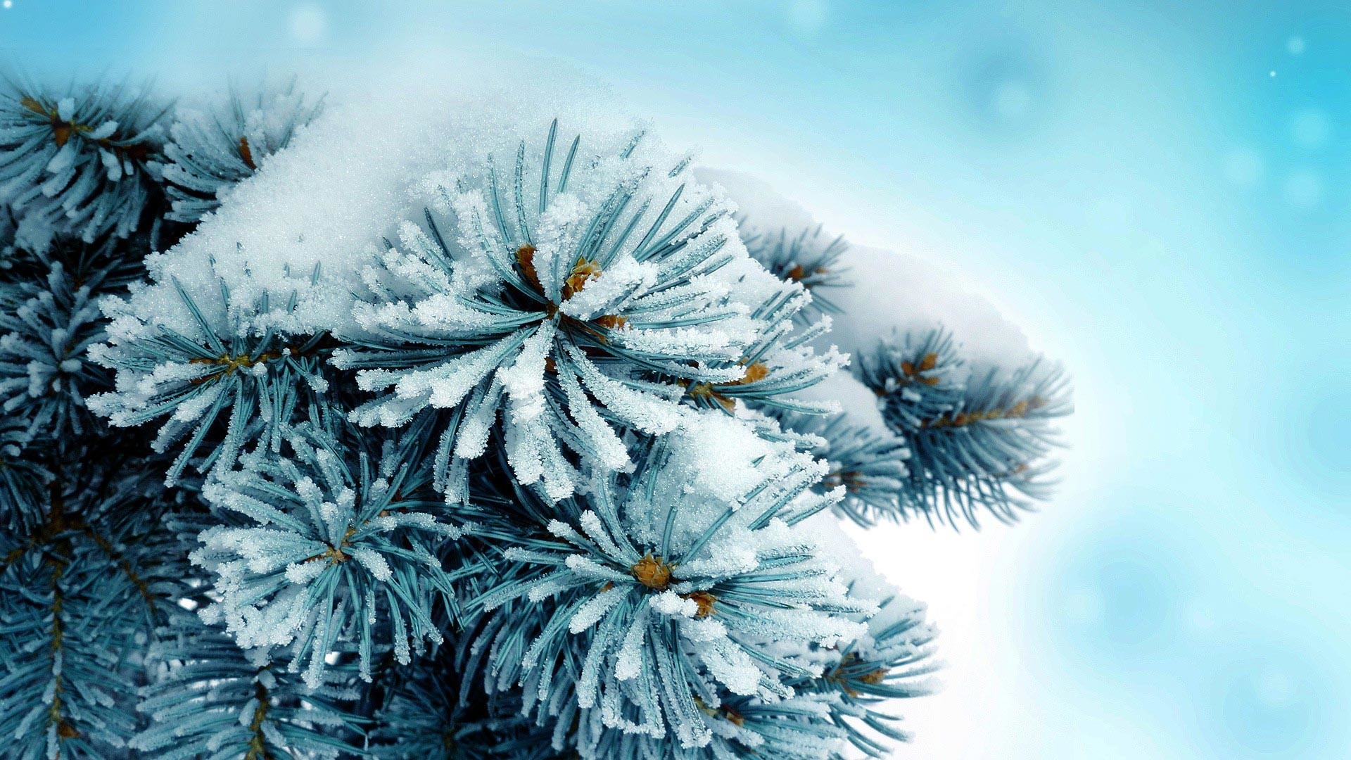 Rami di abete, Neve, Primo piano, Inverno, Full HD, sfondo Windows 11