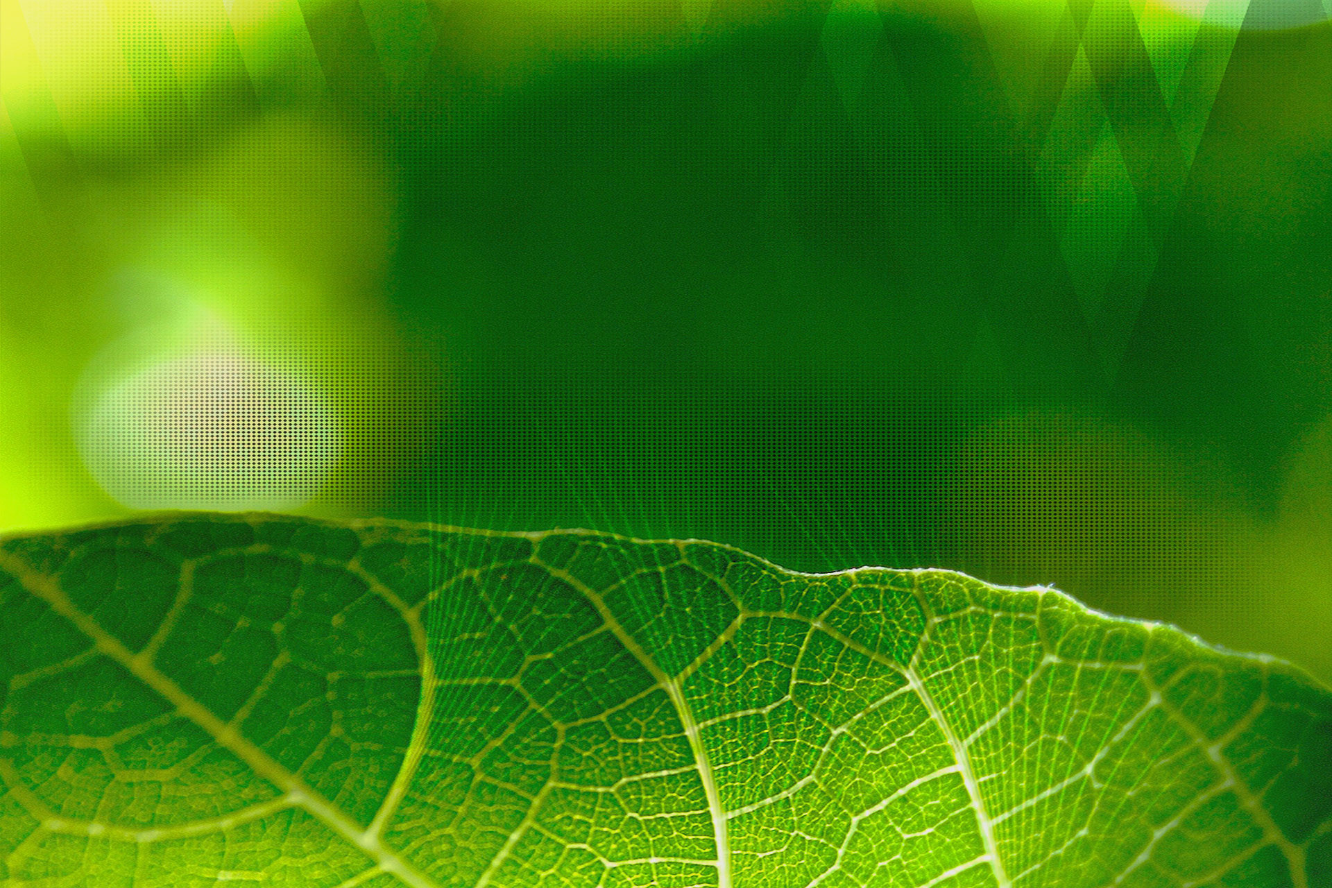 Foglia verde, Macro, Bokeh, sfondo per Android