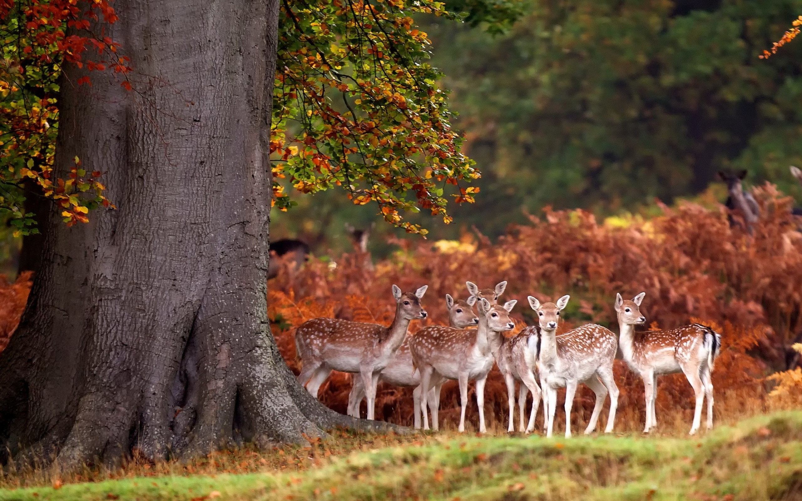 Daino, Branco, Bosco autunnale, Grande albero, 2K, sfondo per PC e portatile